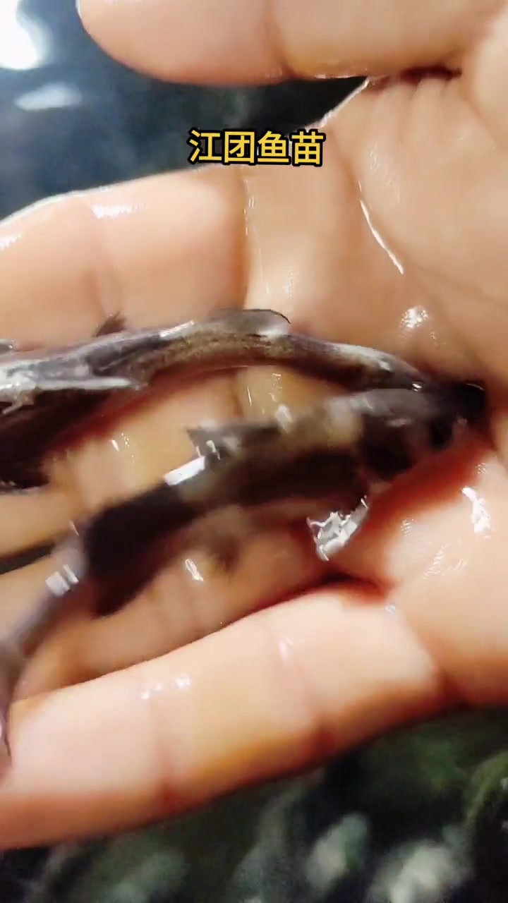 江团鱼苗,长吻鮠鱼苗。肥沱鱼 江团养殖基地 长吻鮠养殖 特种水产养殖 三农 鱼苗