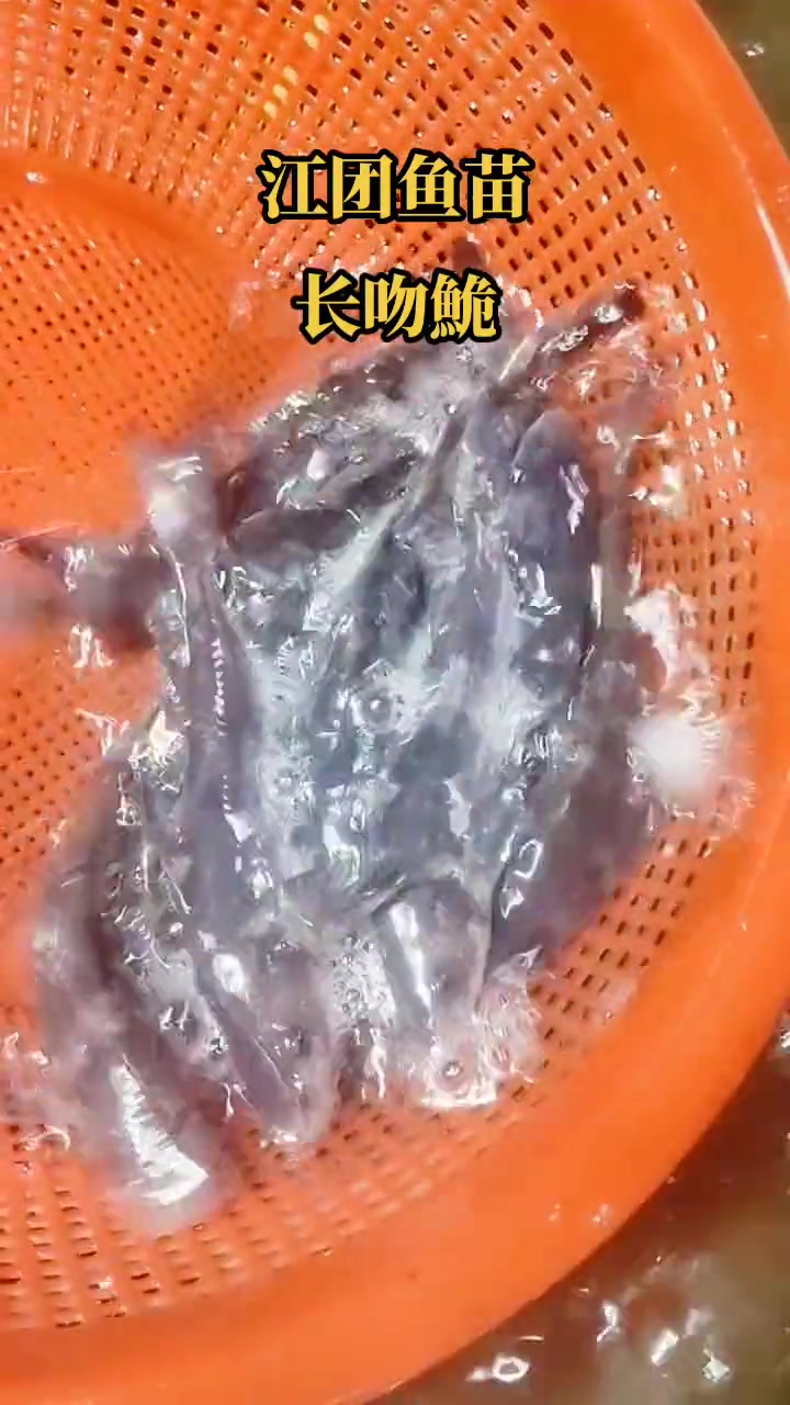 长吻鮠鱼苗。别名(鮰鱼,江团,肥沱,肥王鱼,淮王鱼)江团鱼苗,江团鱼养殖 特种水产养殖 江