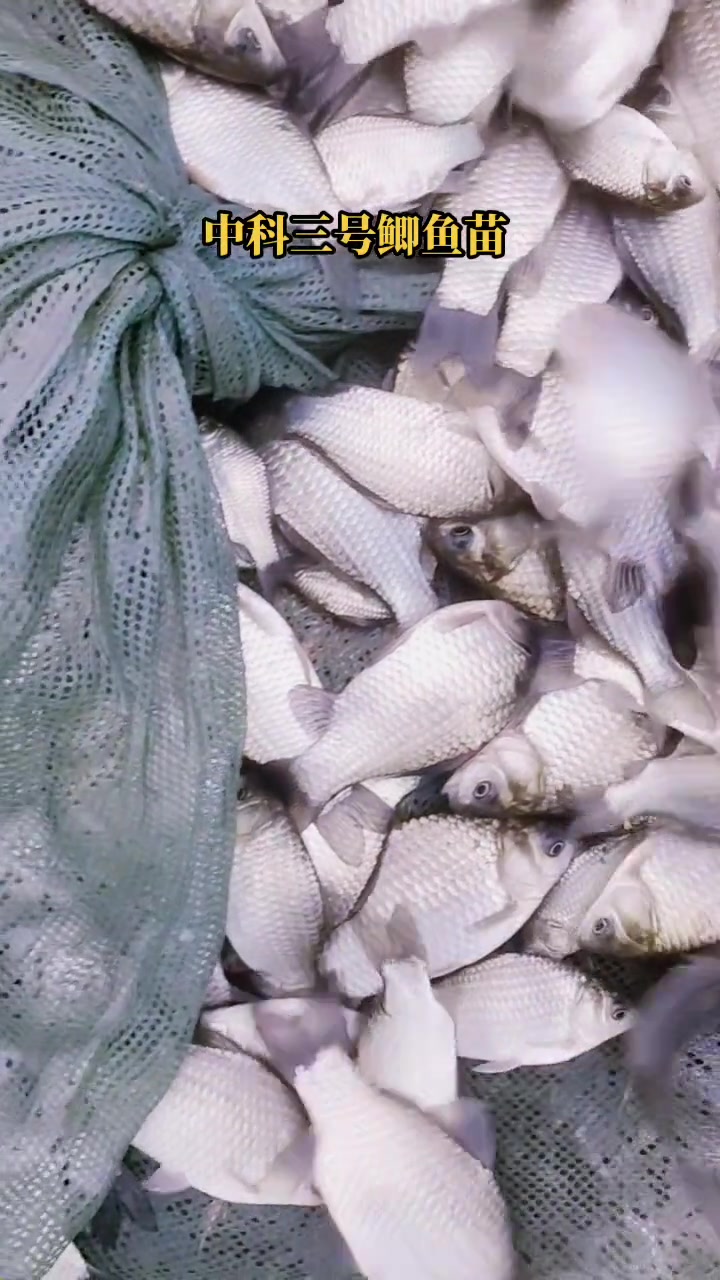 中科三号鲫鱼苗,生长速度快,抗病力强。是养鲫鱼的优良品种。鲫鱼苗 鱼苗 池塘养鱼 水库养鱼