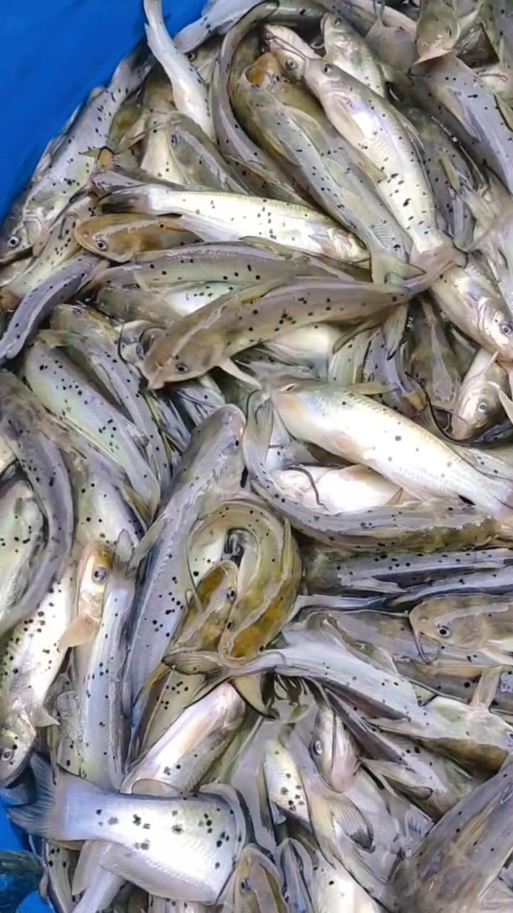 斑点叉尾鮰,叉尾鮰鱼苗。大型淡水鱼类,含肉率高,肉质细嫩,味道鲜美,广受各国消费者的喜爱,