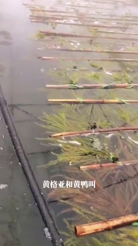 水花鱼苗其实指的就是鱼苗。在人造的流水环境中,通过水温、溶氧以及水质等产生的条件下发育成为