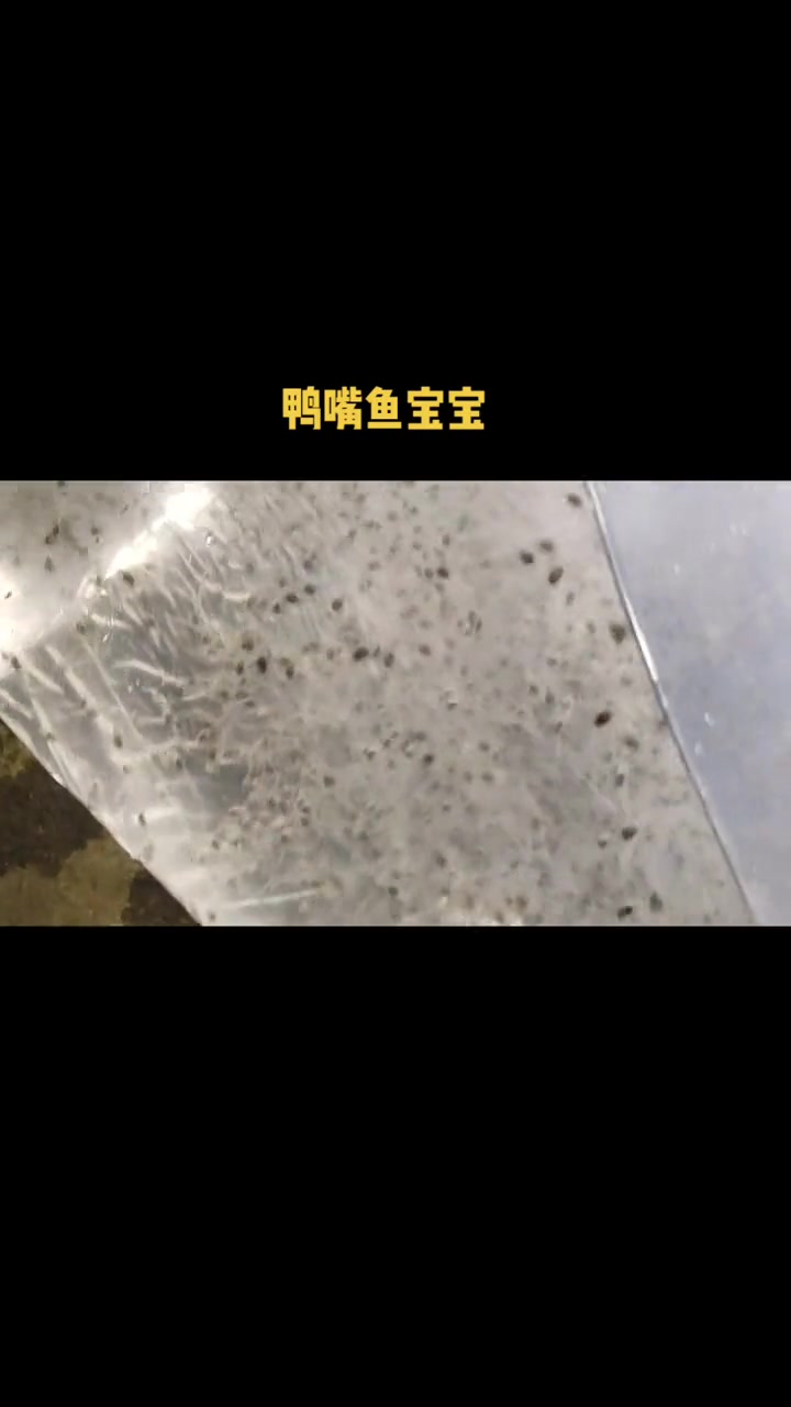 鸭嘴鱼苗,长吻鲟别名美国匙吻鲟、匙吻鲟、匙吻白鲟 鸭嘴鱼苗 匙吻鲟鱼苗 鸭嘴鱼 水库养鱼 