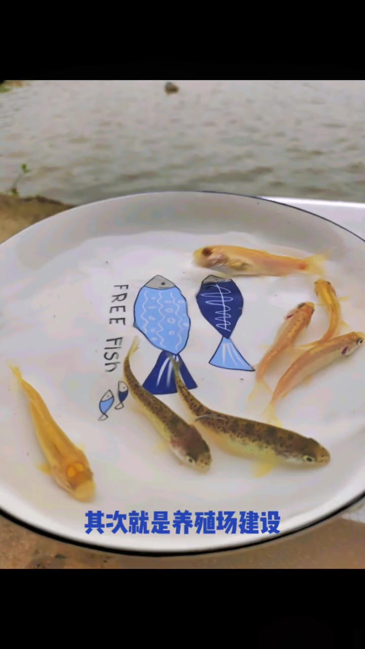 虹鳟鱼苗。七色鱼(金鳟鱼苗、淡水三文鱼、虹鲑) 虹鳟鱼具有生长周期短,肉质好,养殖效益好的