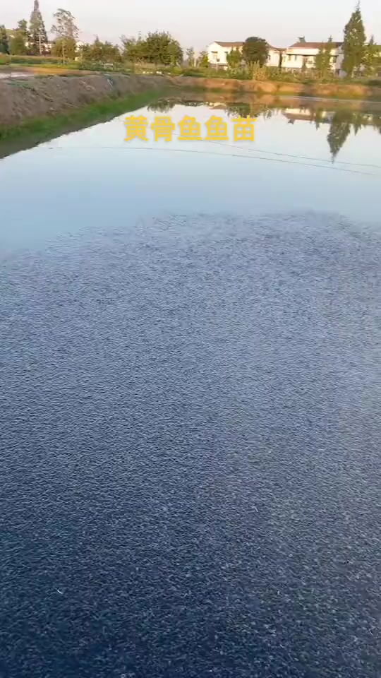 黄辣丁 黄骨鱼 黄骨鱼鱼苗,好水养好鱼。钓鱼 高密度养殖