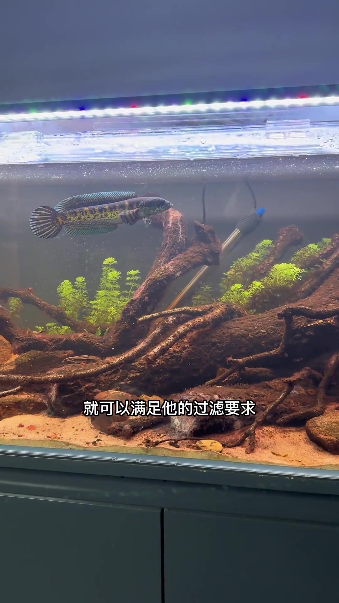 新手友好鱼。好养皮实,雷龙鱼怎么养