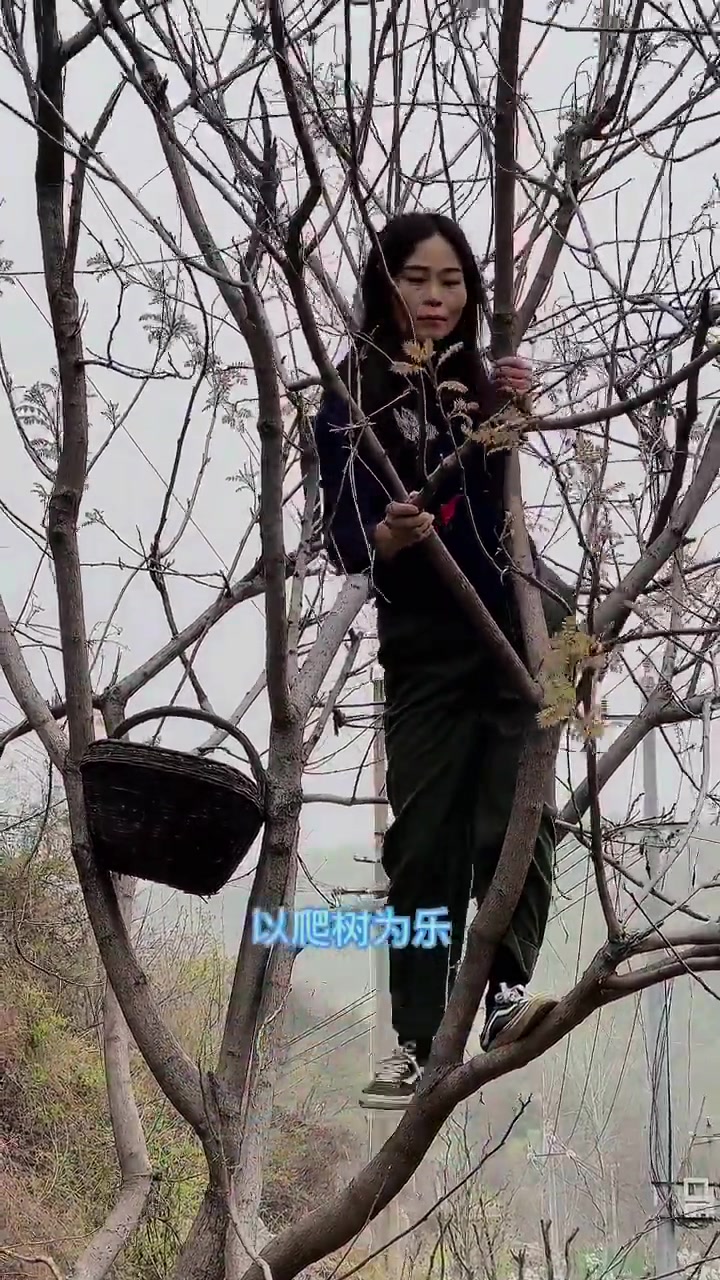 采摘木兰芽 好看吗?