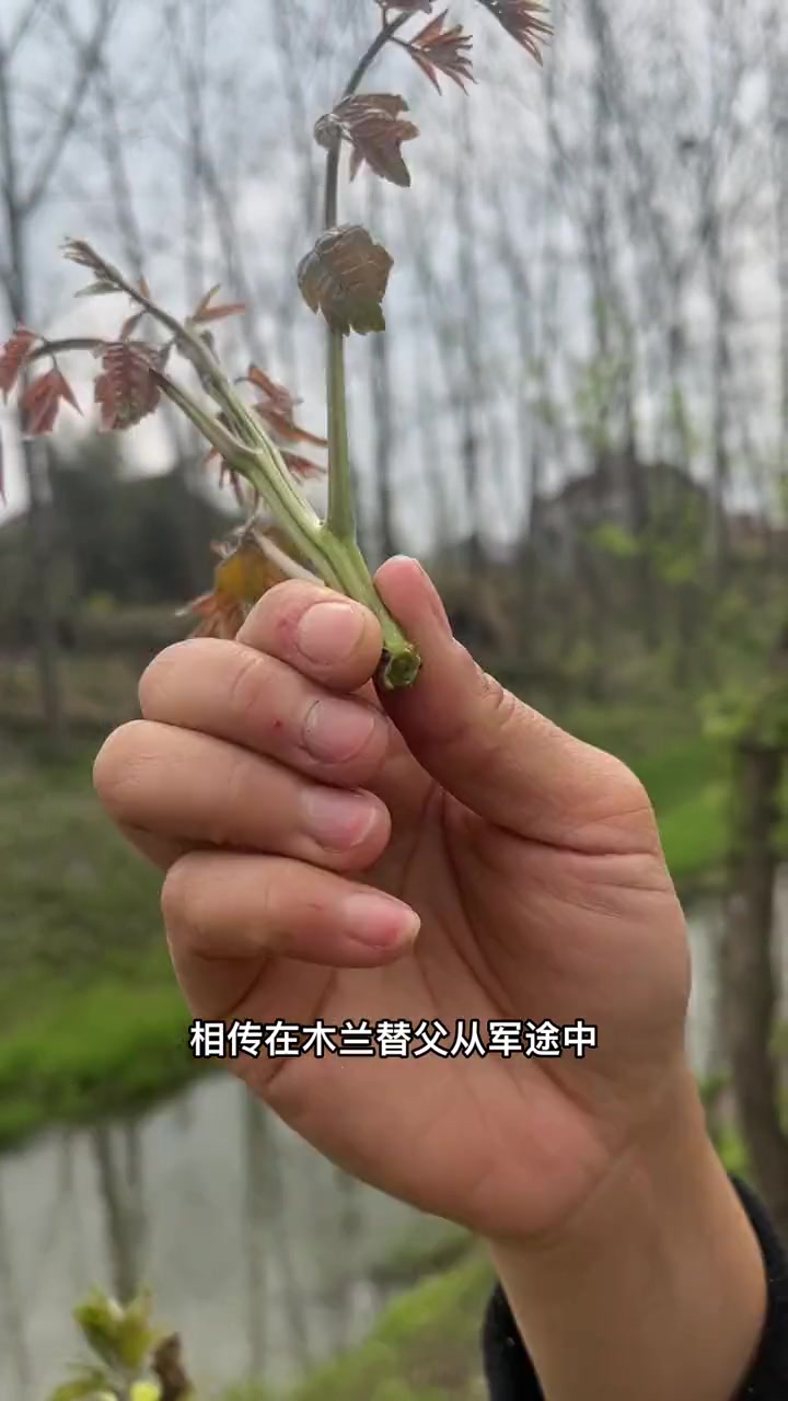 春耕时节万物鲜 栾树芽和香椿一样是春天树上的美味野菜