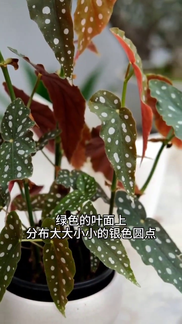 鳟鱼秋海棠 涨知识!
