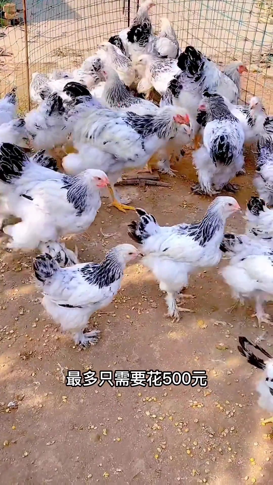 婆罗门鸡-这么大的鸡,你愿意给你父母买一只吗