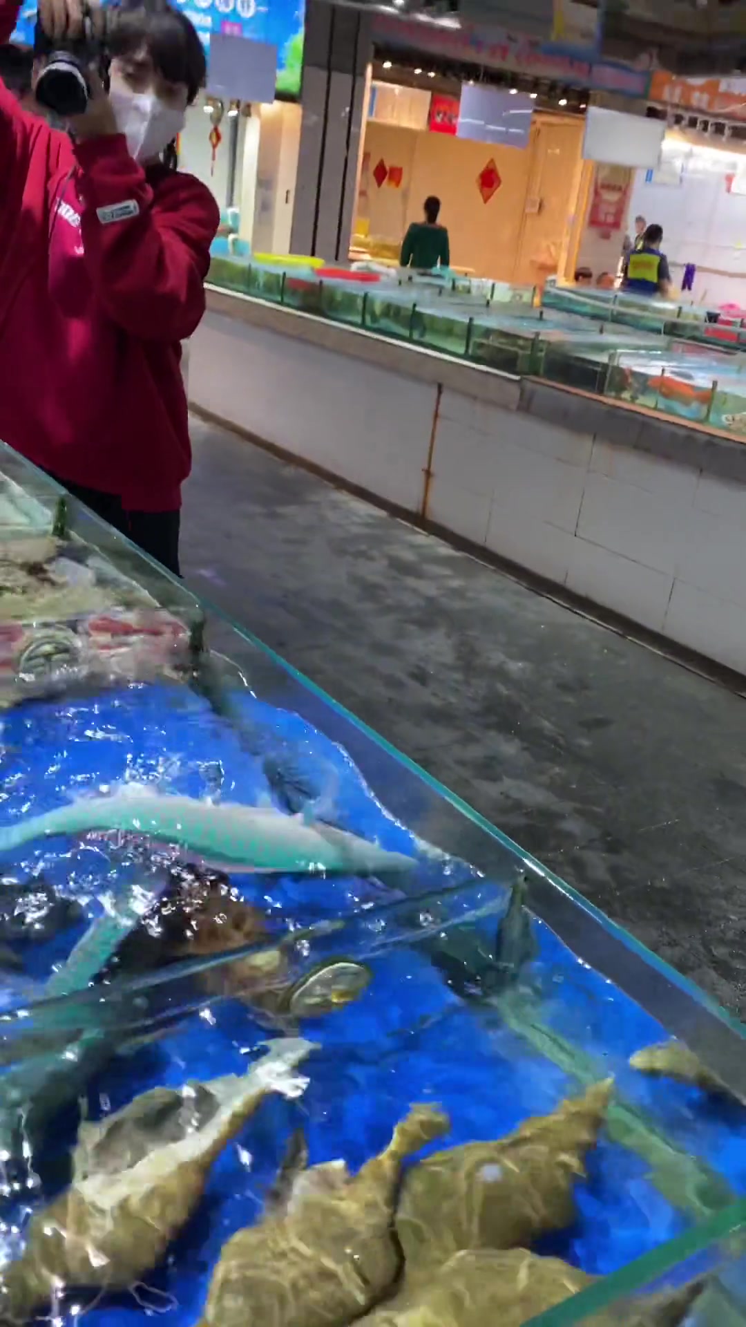 青衣来自南海深海的深海鱼,常年生活在珊瑚底