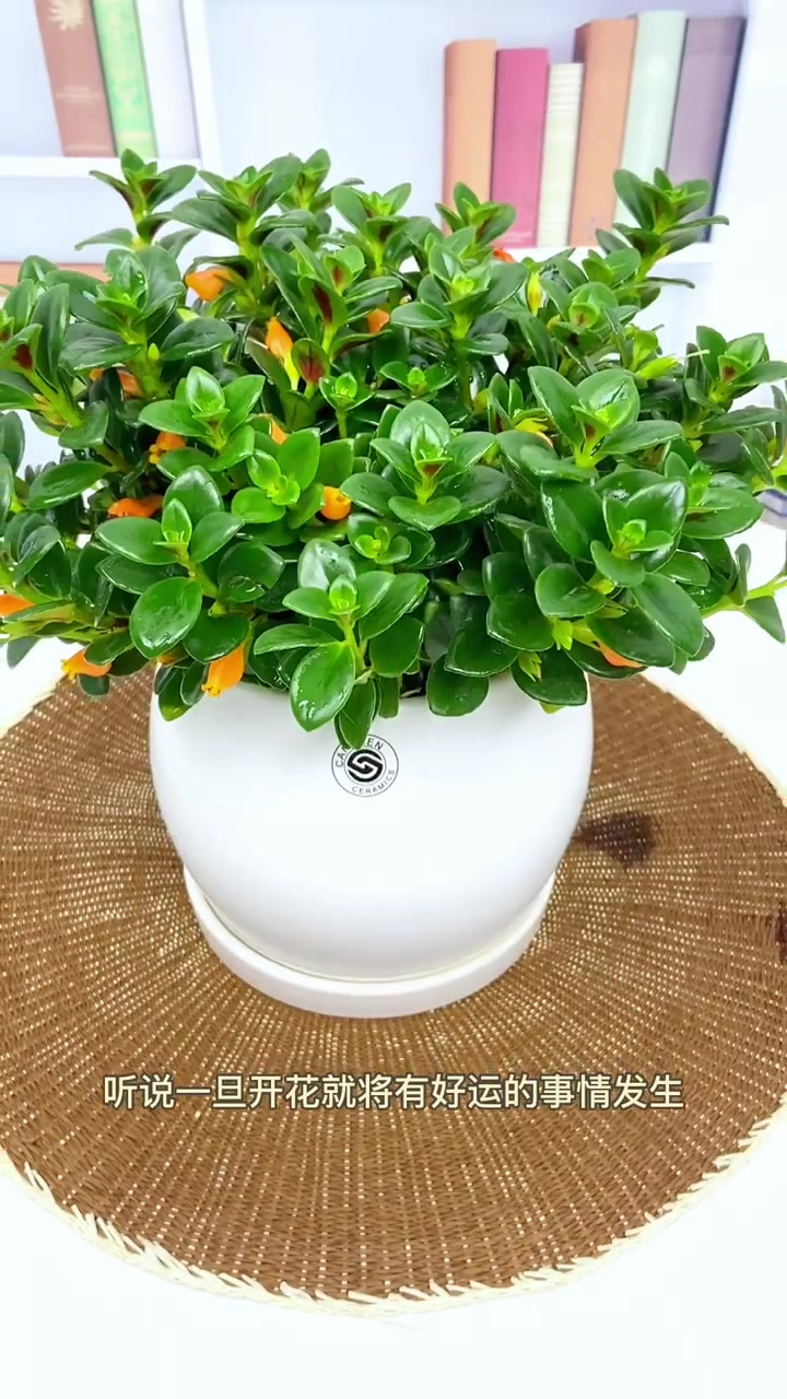 金鱼花你了解多少?一起看看吧