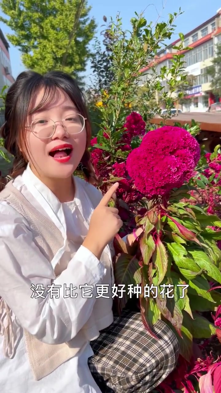 你知道鸡冠花的100种吃法吗?