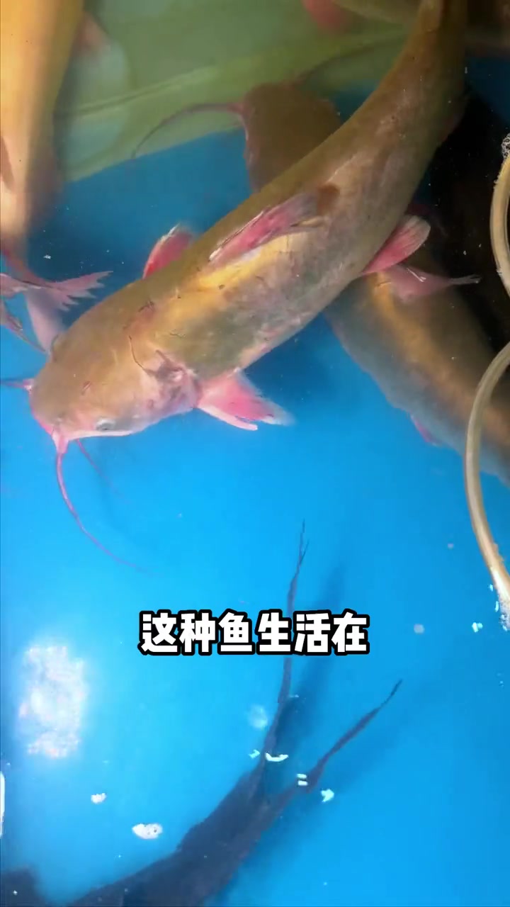 今天带大家来认识一下黔鱼,下次就不怕被忽悠了!