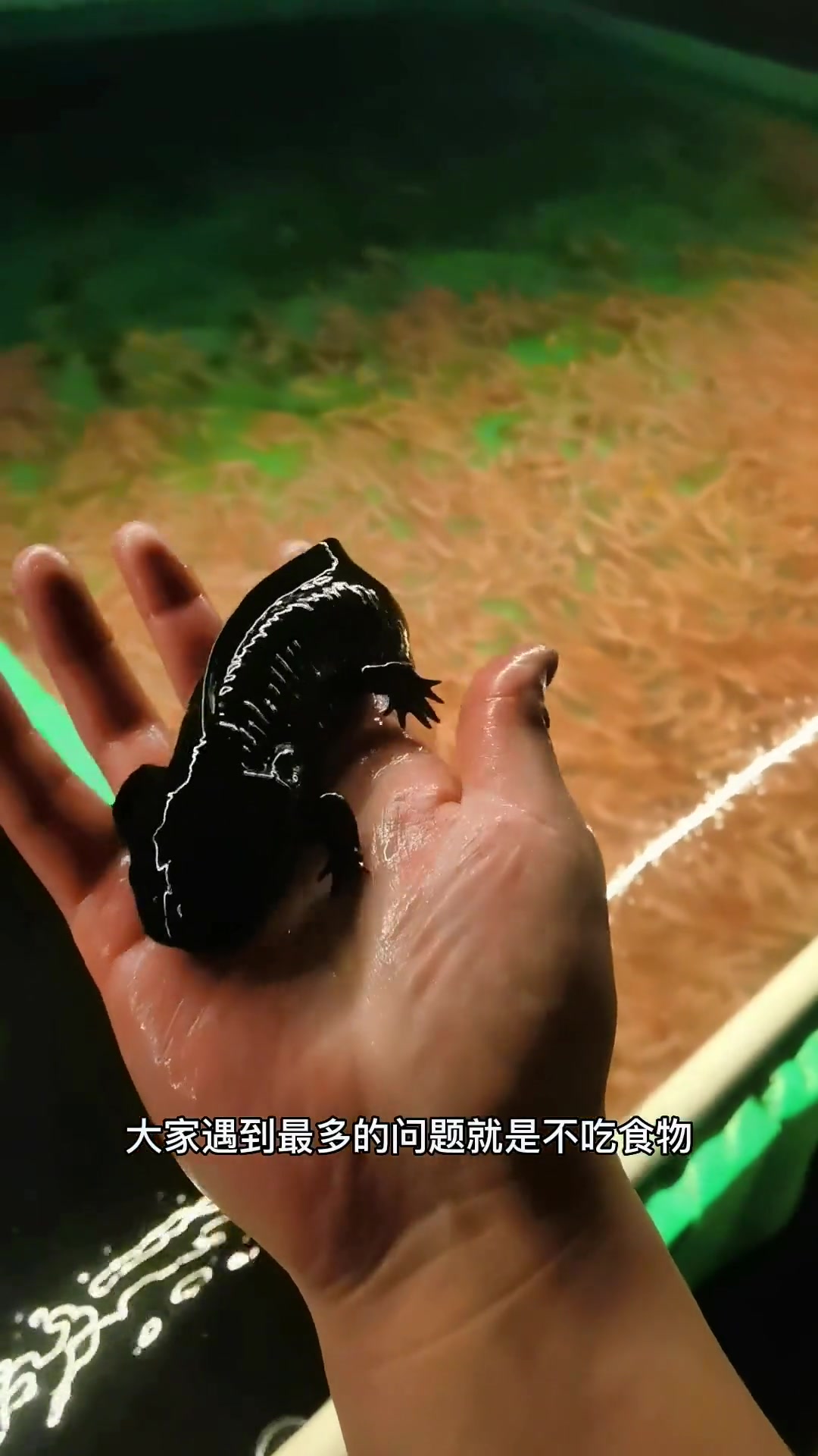 六角恐龙好养吗?怎么养