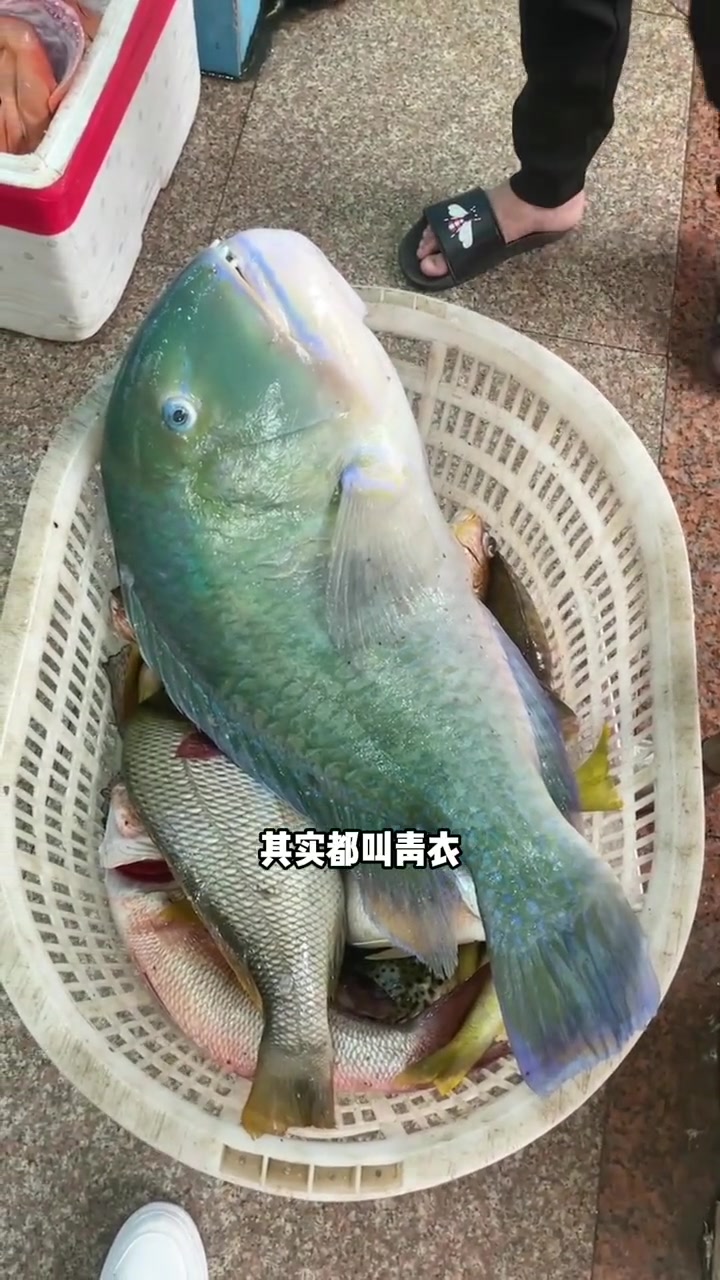 你喜欢吃哪种青衣鱼一起看看吧