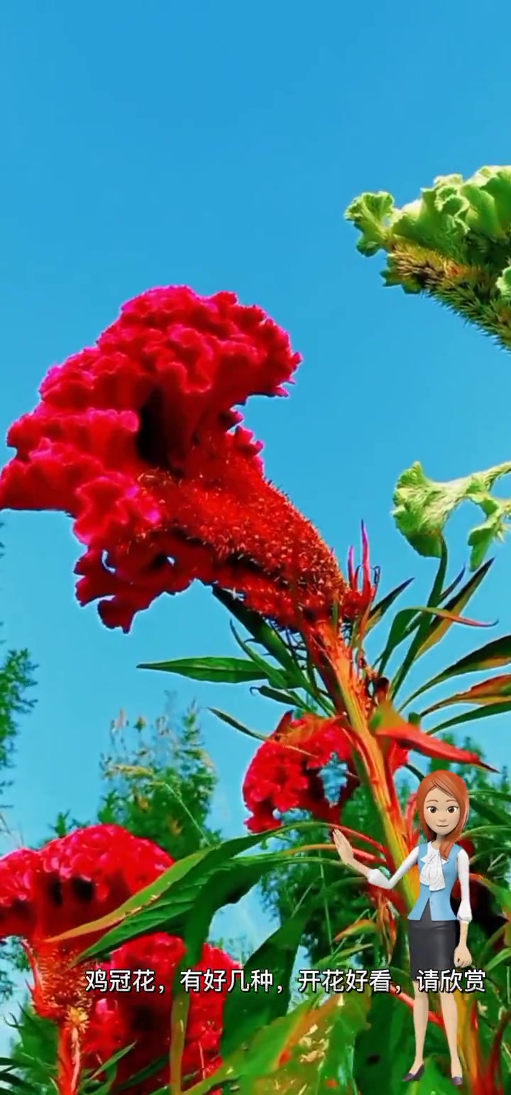 羽冠鸡冠花四季易种观赏花卉种籽鸡公花阳台盆栽