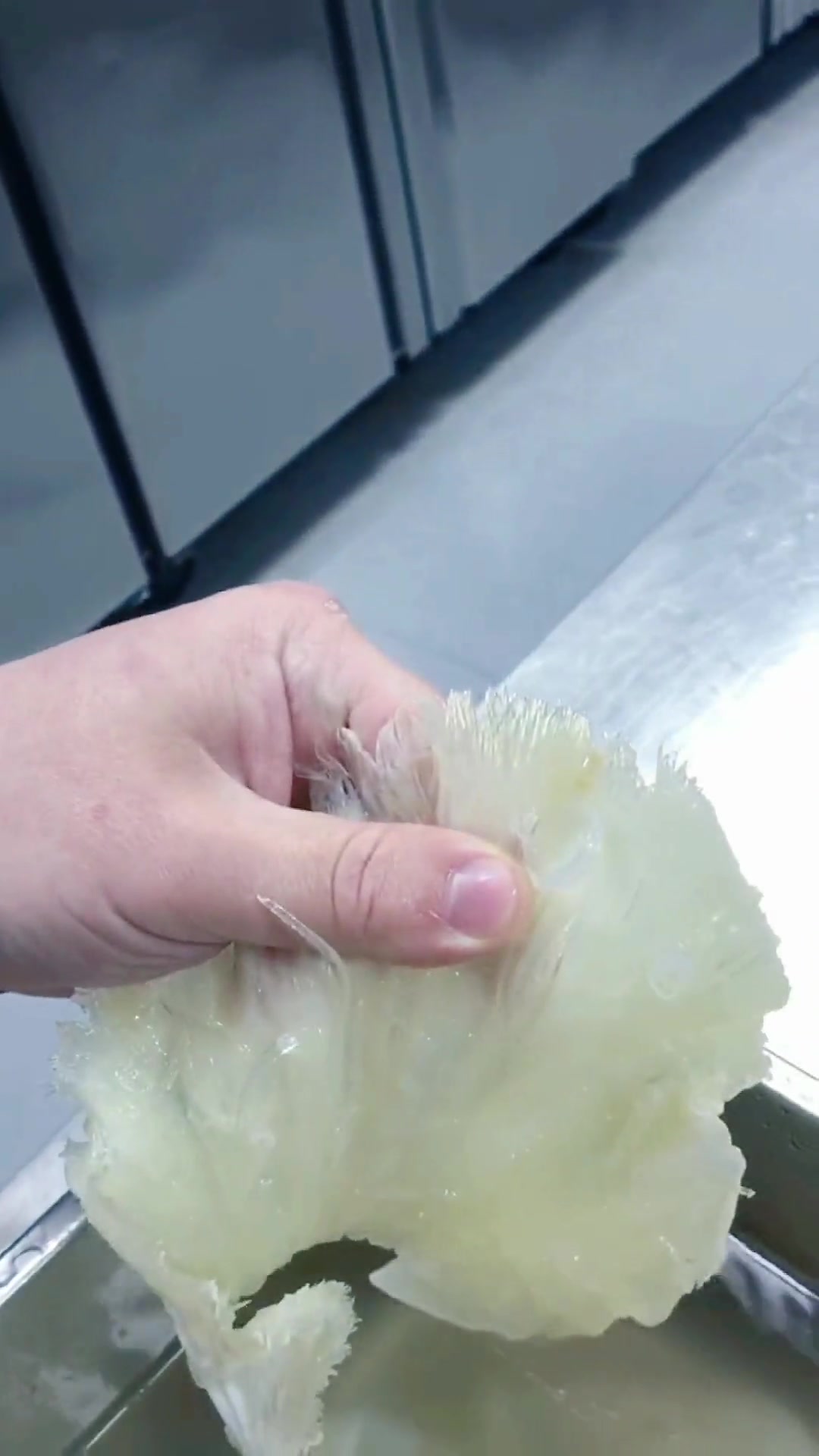 鱼翅如何涨发 干货大揭密!鱼翅分 牙拣翅 金钩翅 小青片等等!鱼翅质量不一样 蒸至的时间 