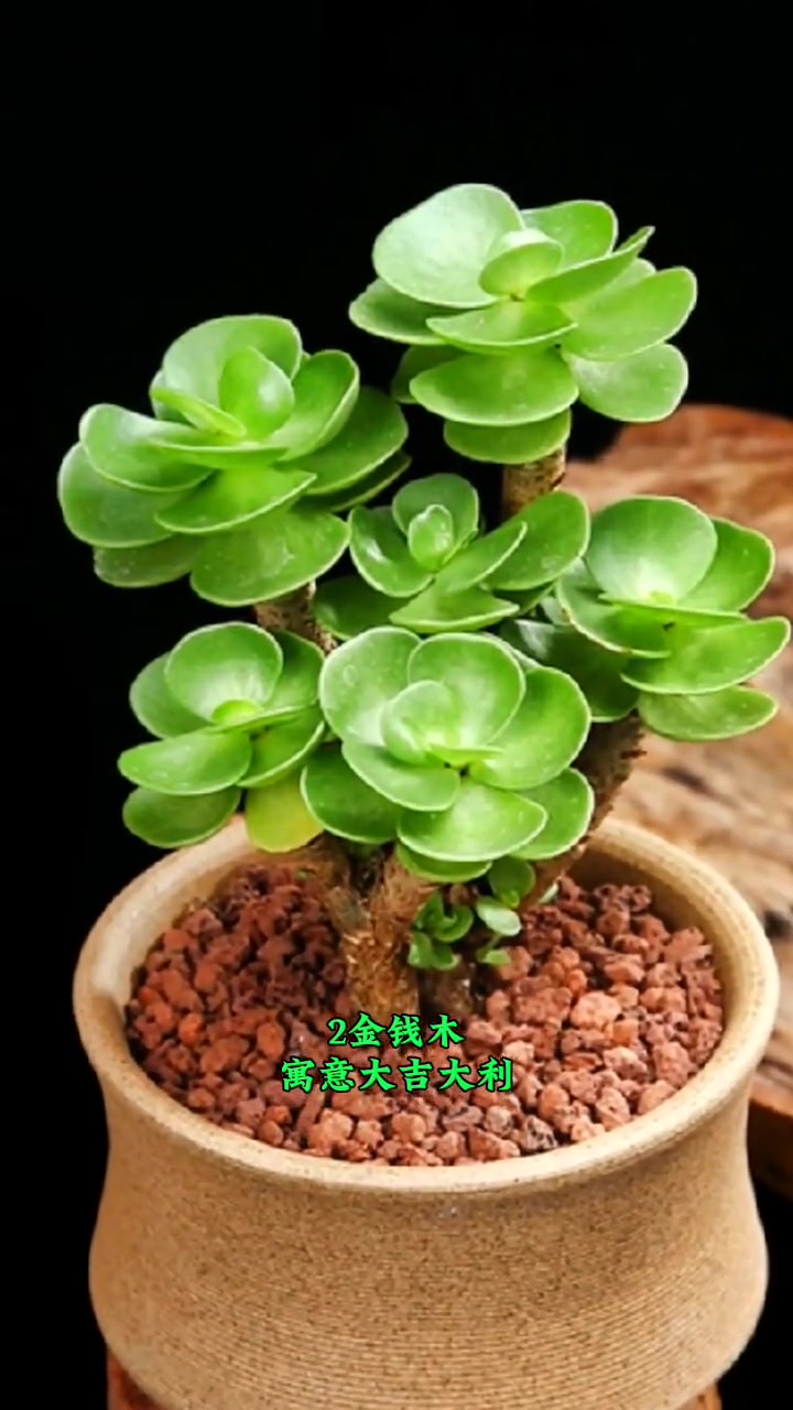 旺财十大多肉,植物养护