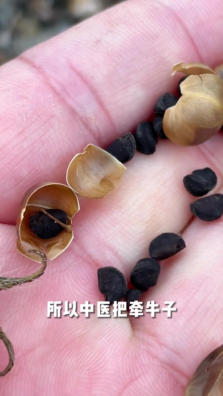 知道为什么叫它牵牛花吗?