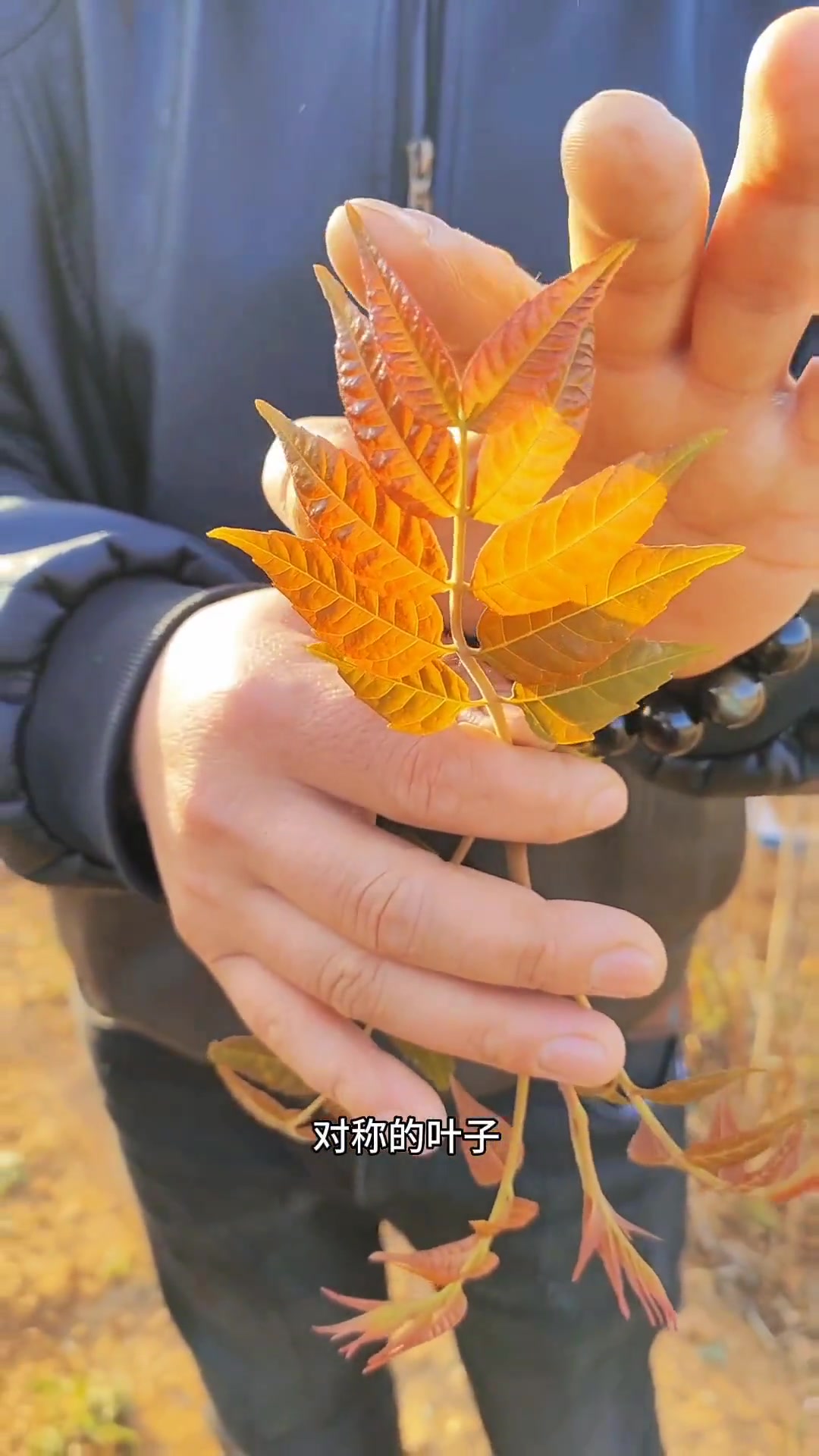 臭椿不可以吃的,新农人计划2023 春天的味道都在山上