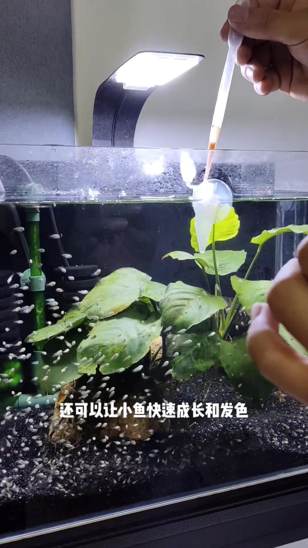 有很多人问我刚出生的小鱼苗应该喂什么?当然是丰年虾幼虫啦,冷