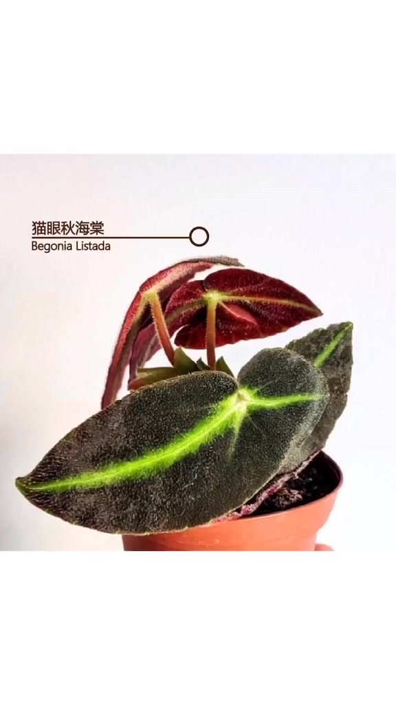 今天来康康16种不同的秋海棠,你都认识哪几种呢