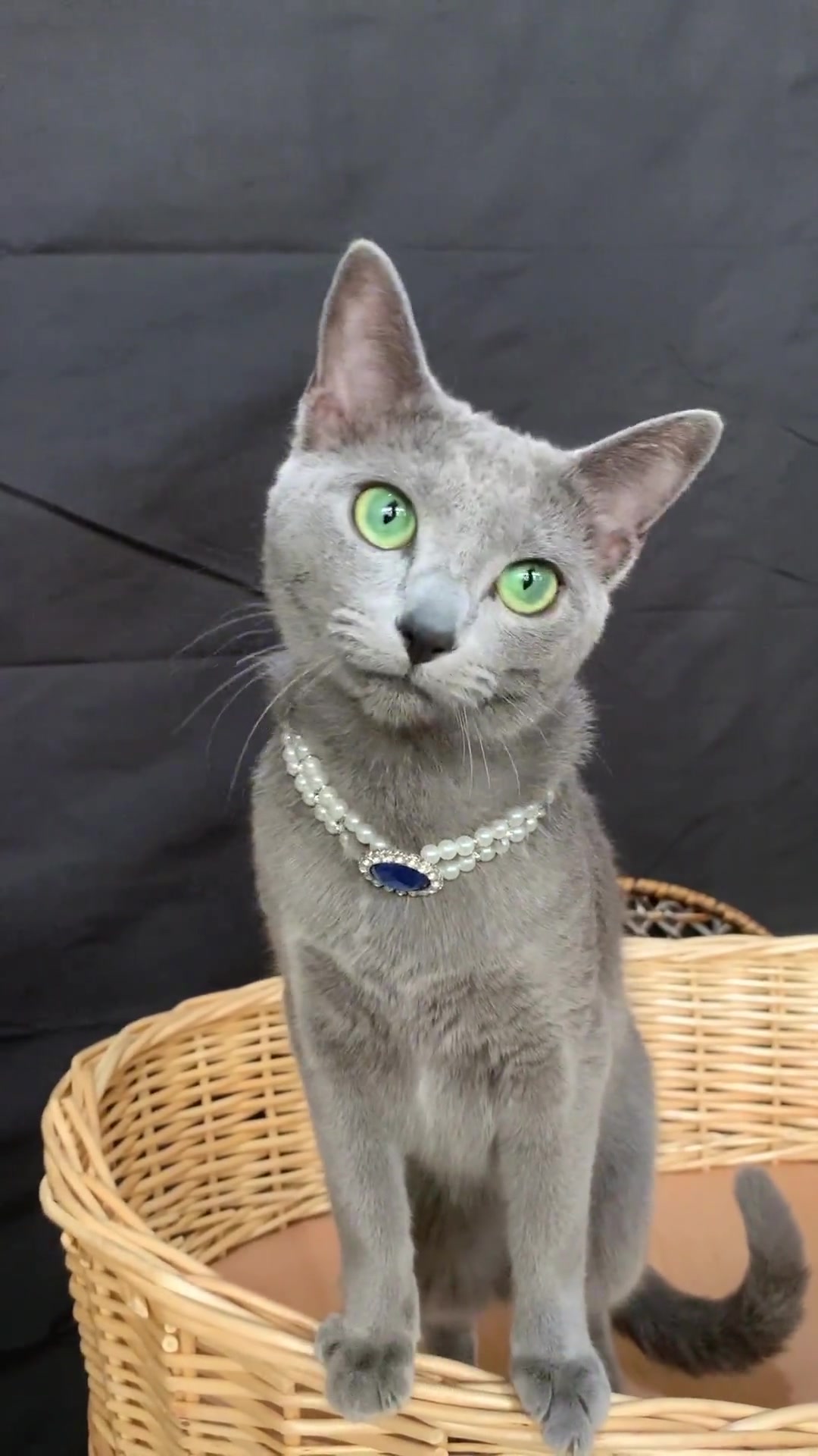 4千和4万的俄罗斯蓝猫到底有什么区别?俄罗斯蓝猫 猫咪