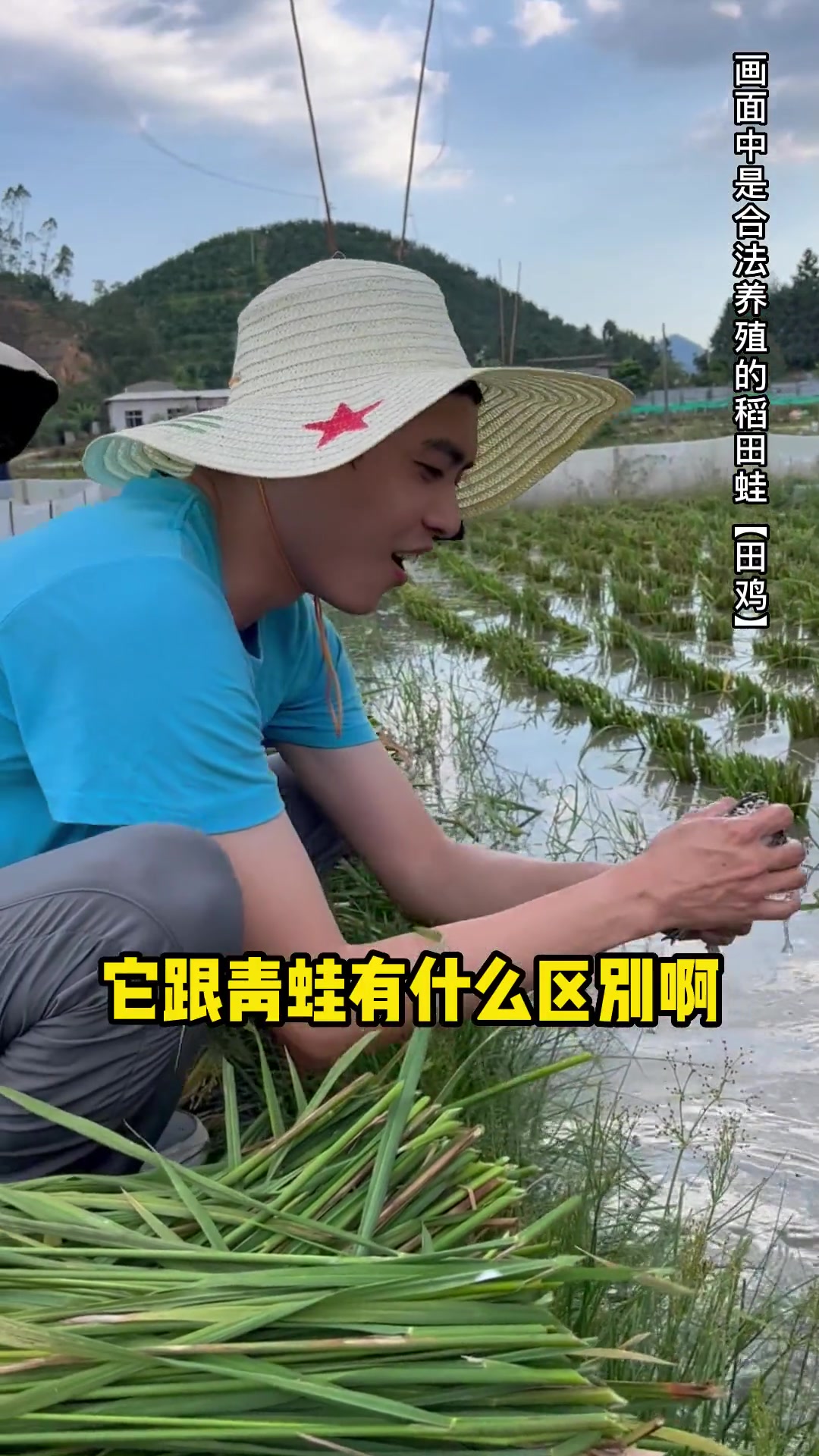 田鸡跟青蛙到底什么区别?你知道吗?