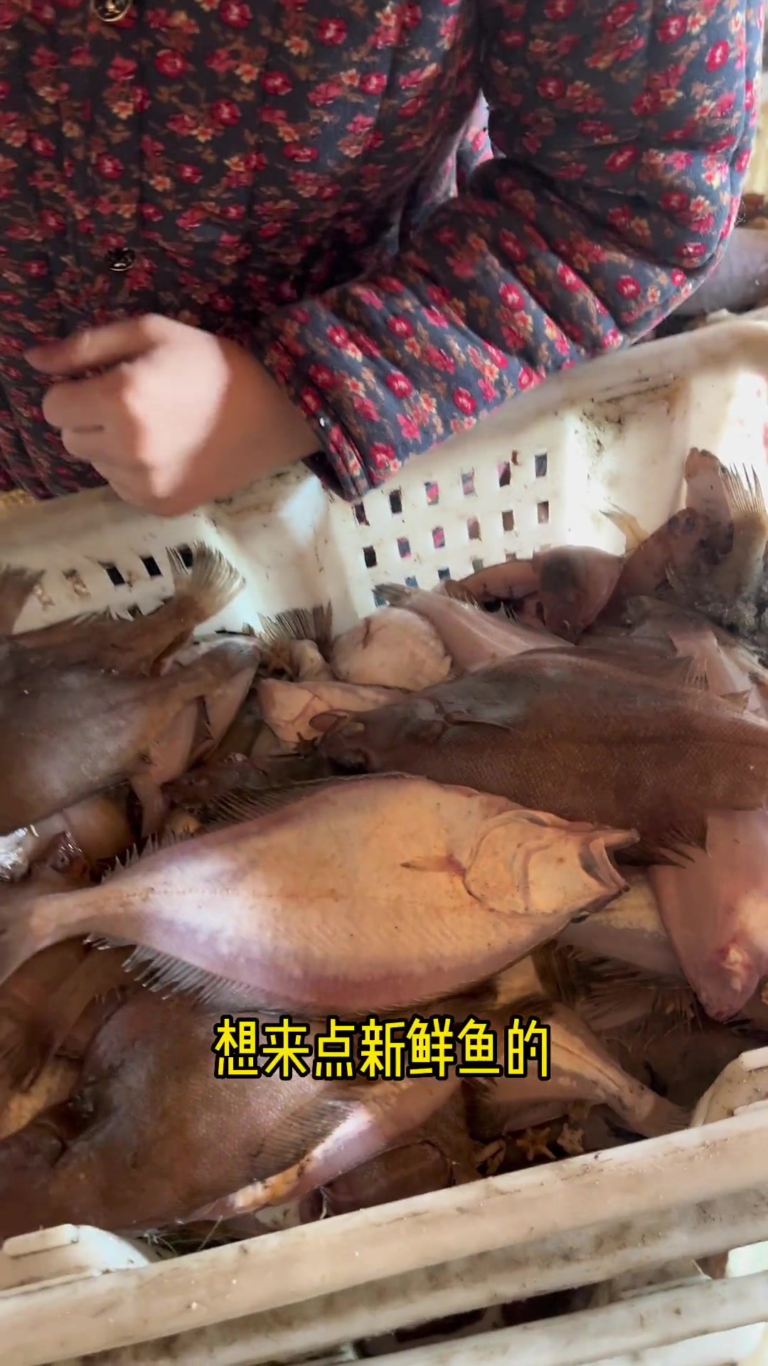 为什么没人卖鲽鱼,因为是深海的没人养殖,纯纯的海捕鱼 海鲜