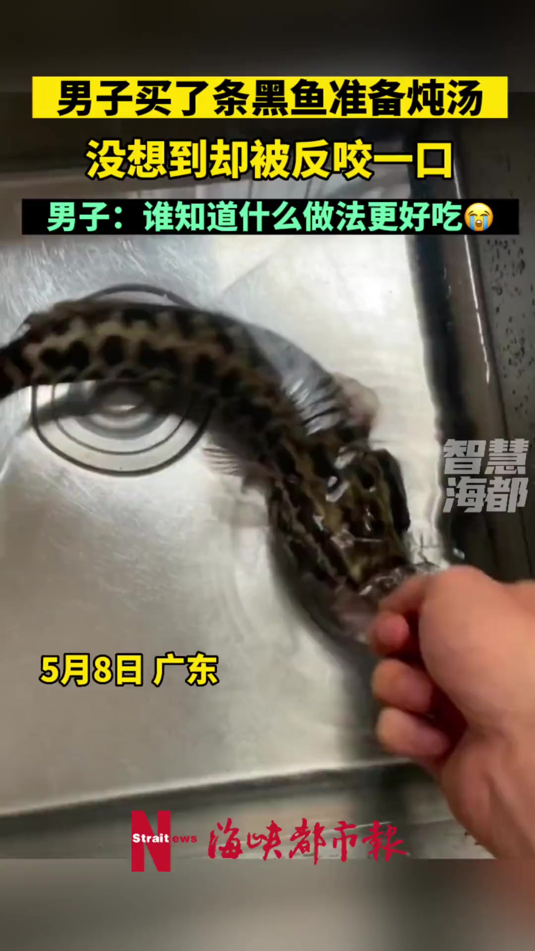 男子买了条黑鱼准备炖汤,没想到却被反咬一口!男子:谁知道什么做法更好吃