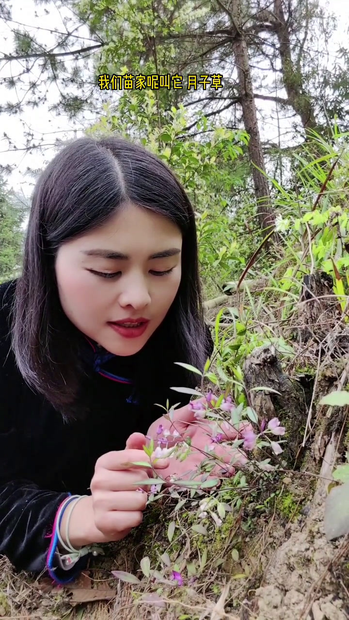 叶子长得像瓜子,所以叫他瓜子金,植物虽小但是价值却不小