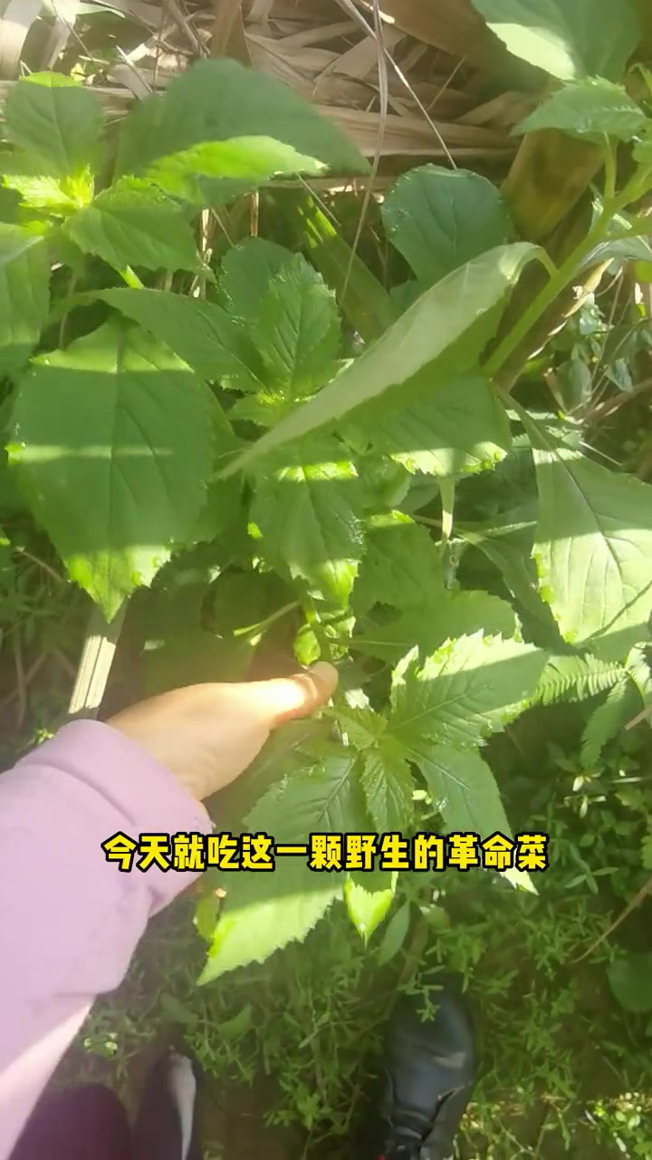 革命菜 学名野茼蒿 全草入要 健脾消种 嫩叶是一种味美的野菜 新农人计划2022 我的乡村
