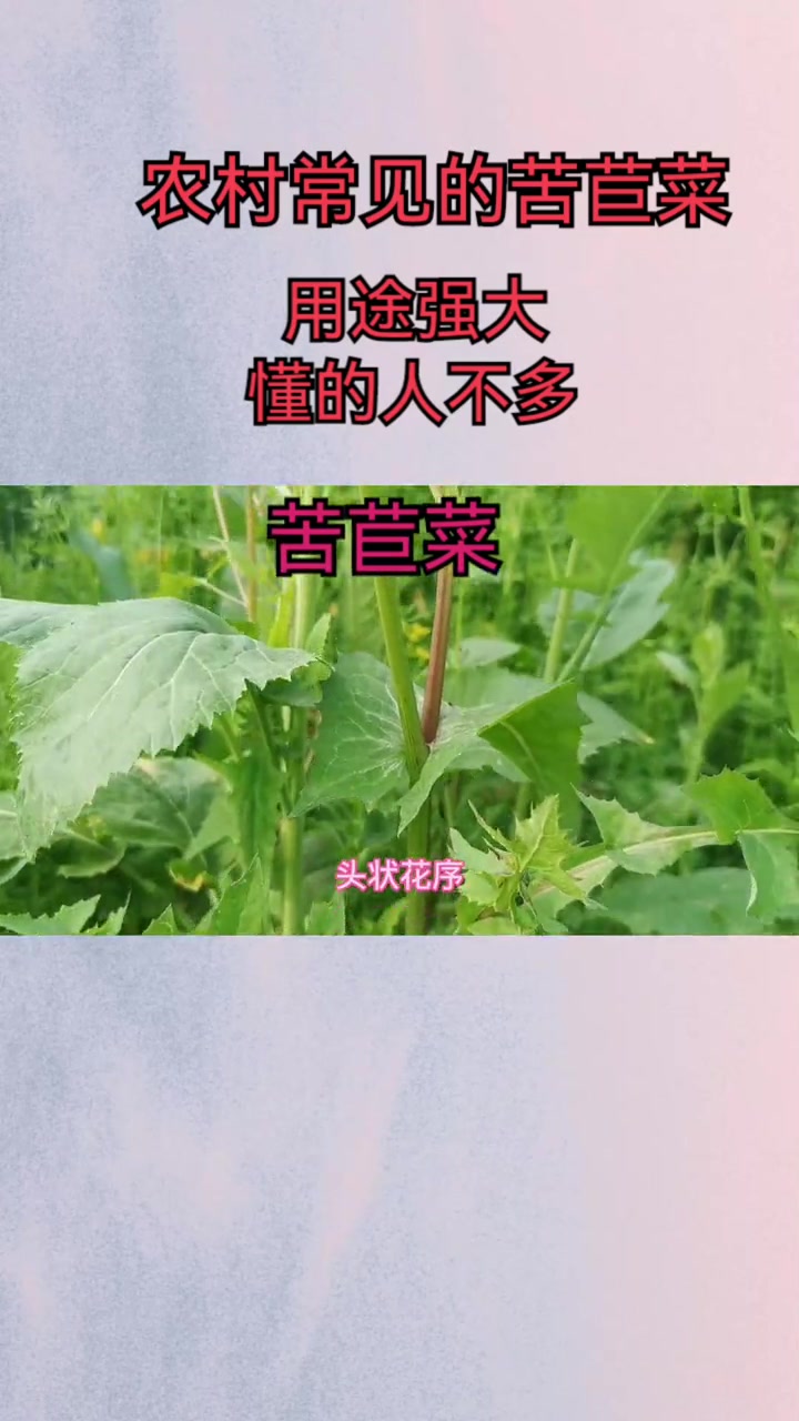 苦苣菜都有什么用呢?