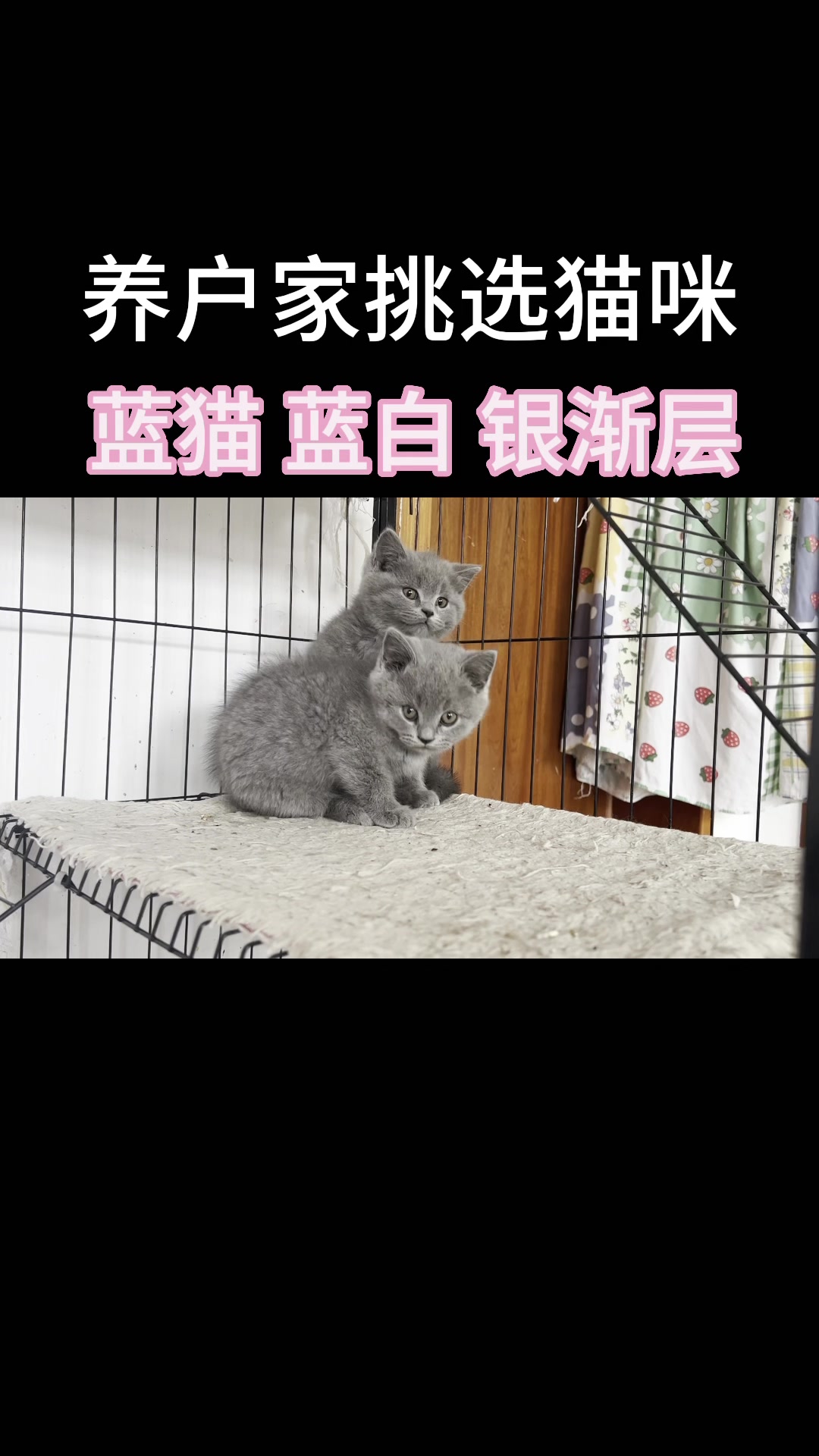 英短蓝猫,个个包子脸,还有蓝白,银渐层