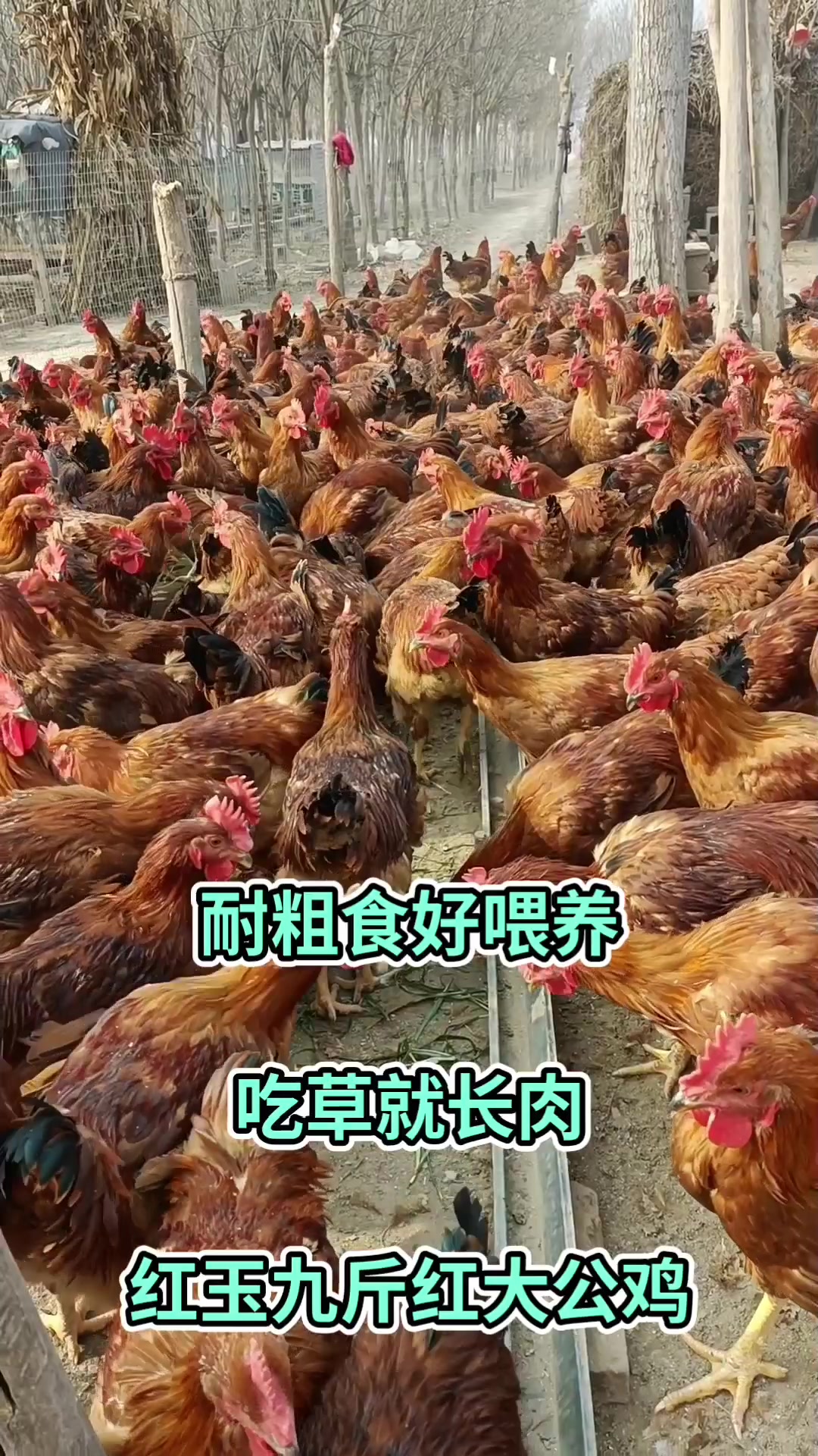 耐粗食好喂养,吃草就长肉,红玉九斤红大公鸡