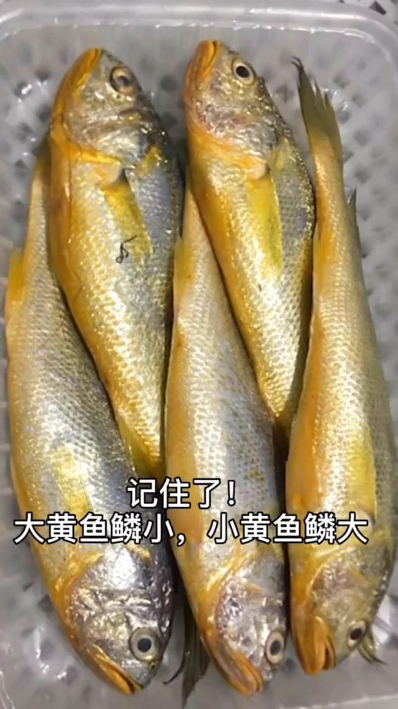你会分辨吗?小黄鱼比大黄鱼贵!别再被不法商家蒙了!文刚说食材 武汉加油