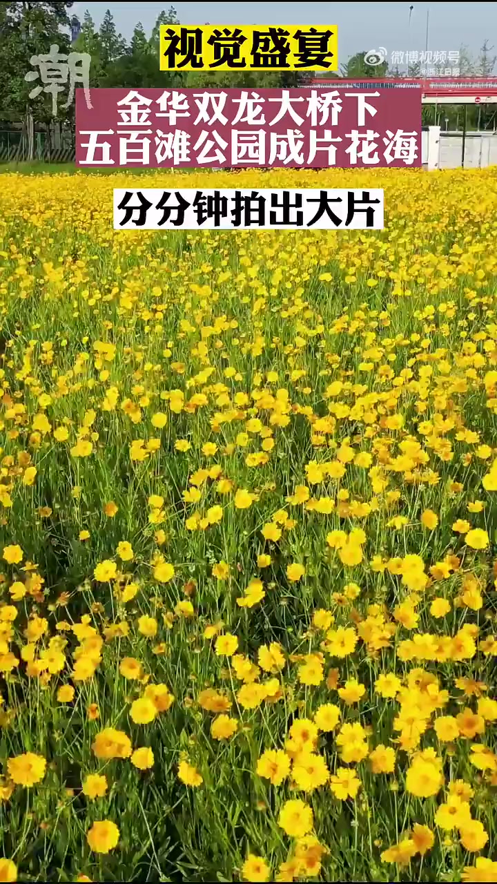 「这片金色花海太出片了」近日,金华市区五百滩公园成了花的海洋。大面积的大花金鸡菊在绿叶的衬