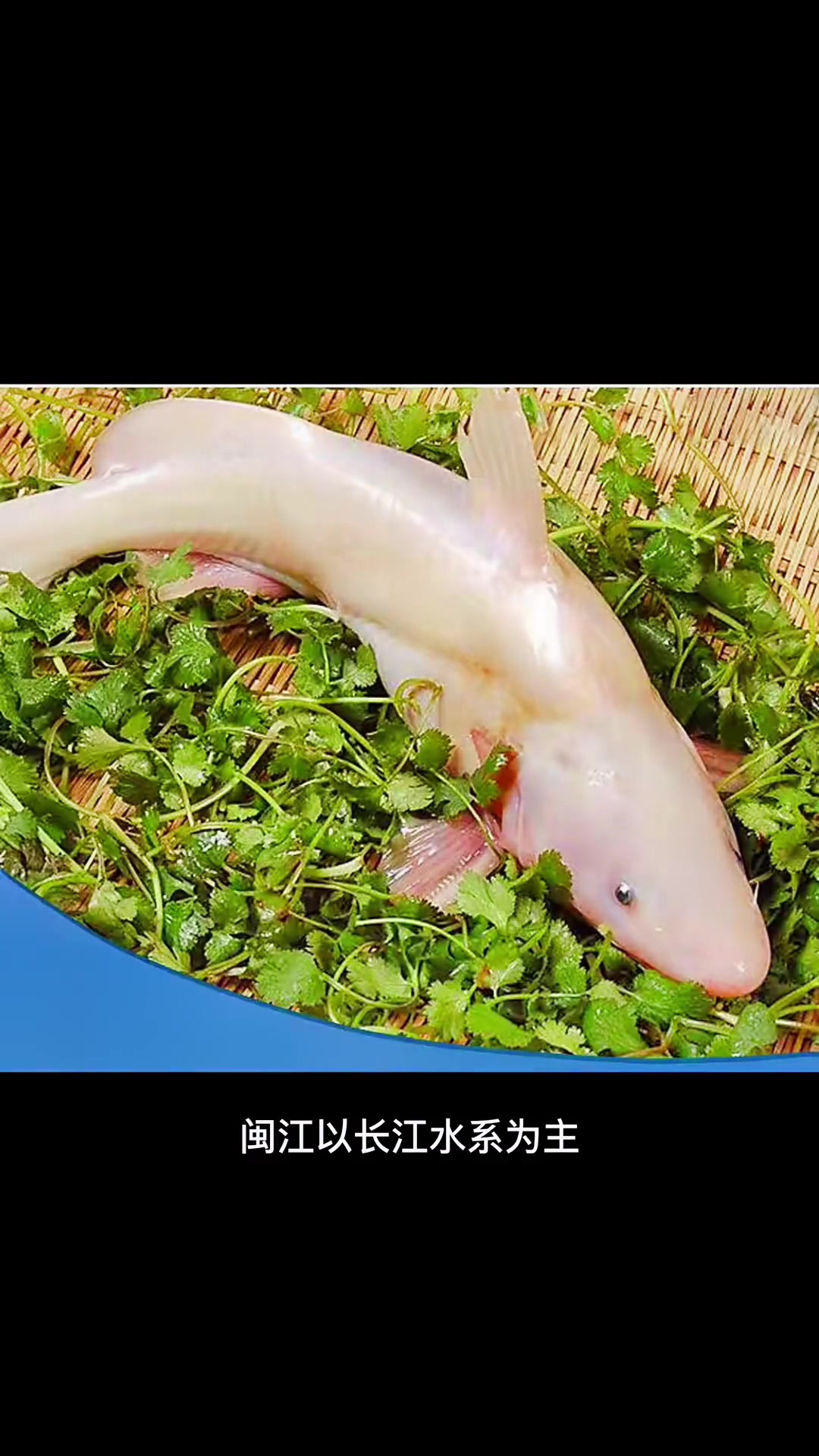 你吃过江团鱼吗,但是你知道吗