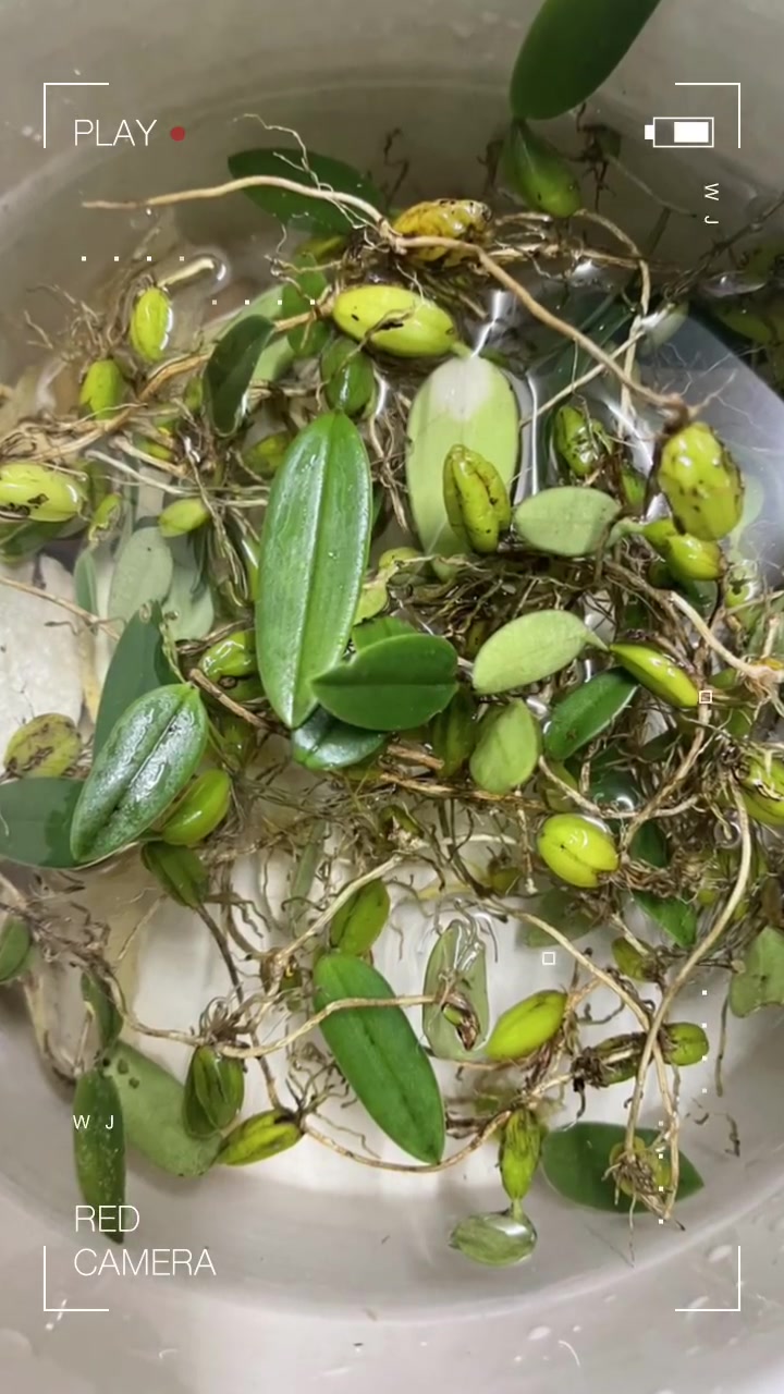 石橄榄润肺汤是有哪些材料,看看就知道