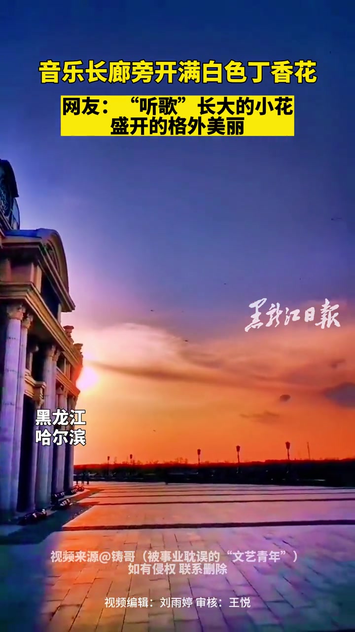 音乐长廊旁开满白色丁香花 网友:“听歌”长大的小花 盛开的格外美丽