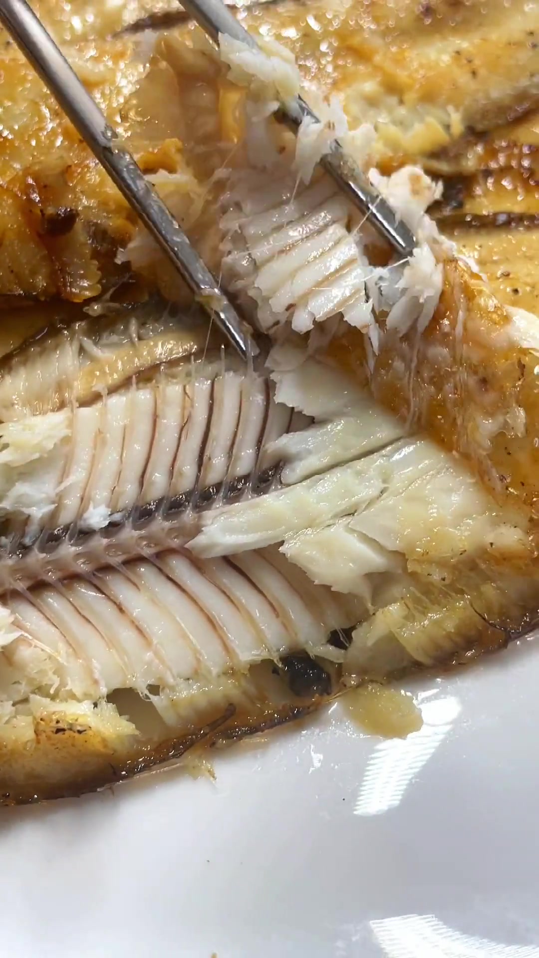 真正海捕野生龙利鱼!