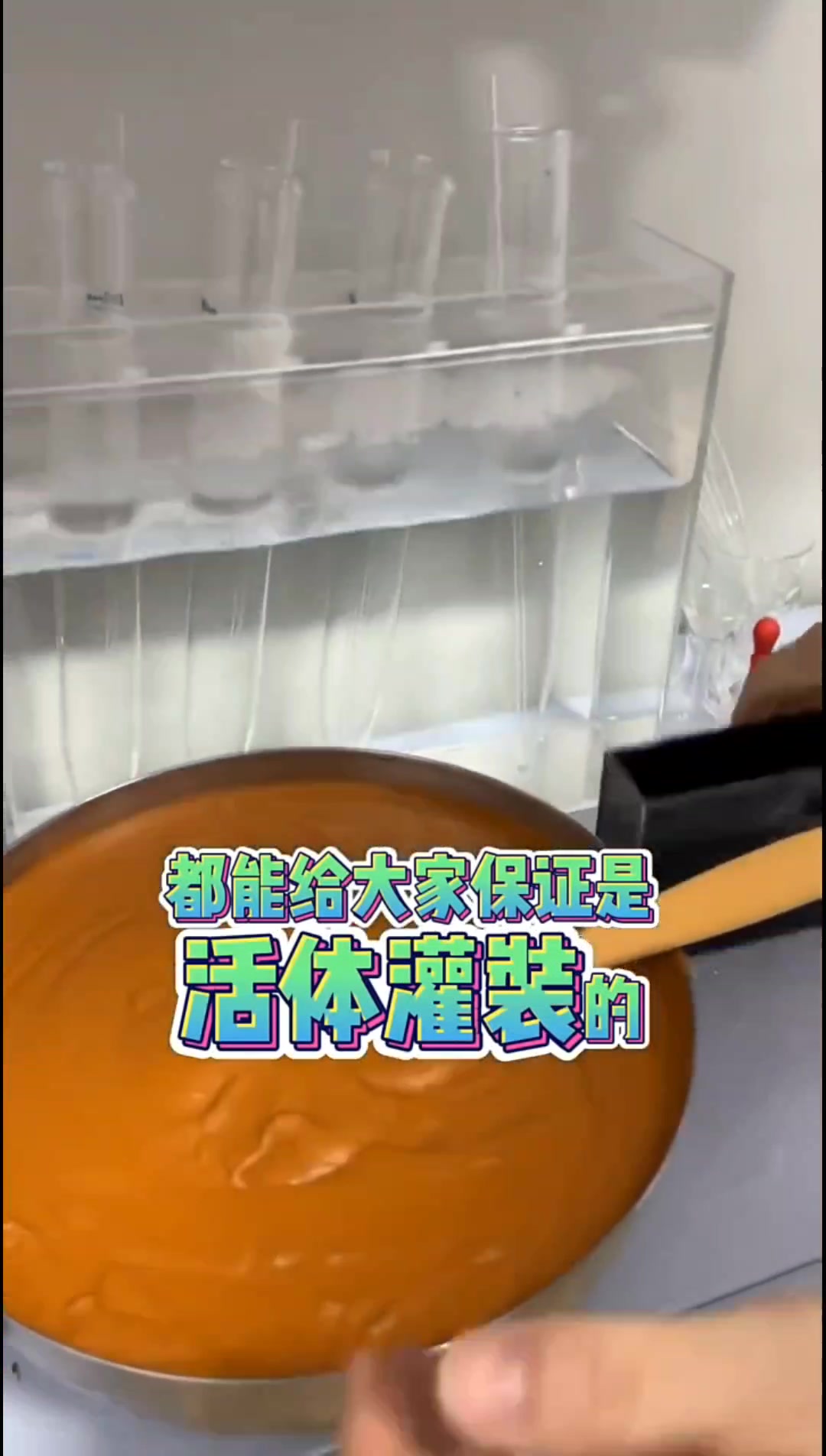 活体丰年虾究竟长什么样?