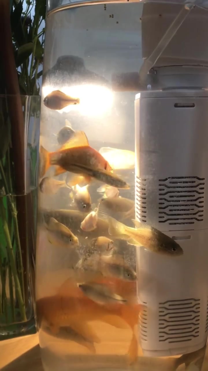 魅力溪流钓|钓到麦穗鱼千万不能养