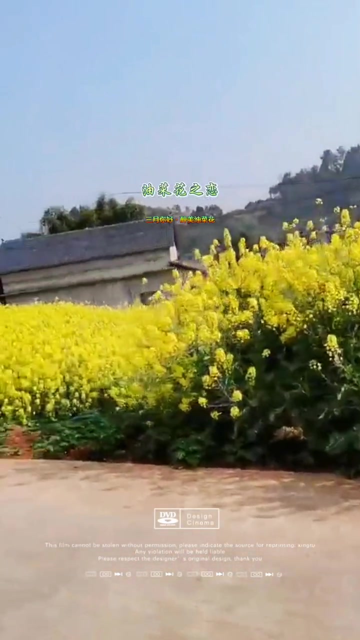 油菜花的浪漫句子进来看看