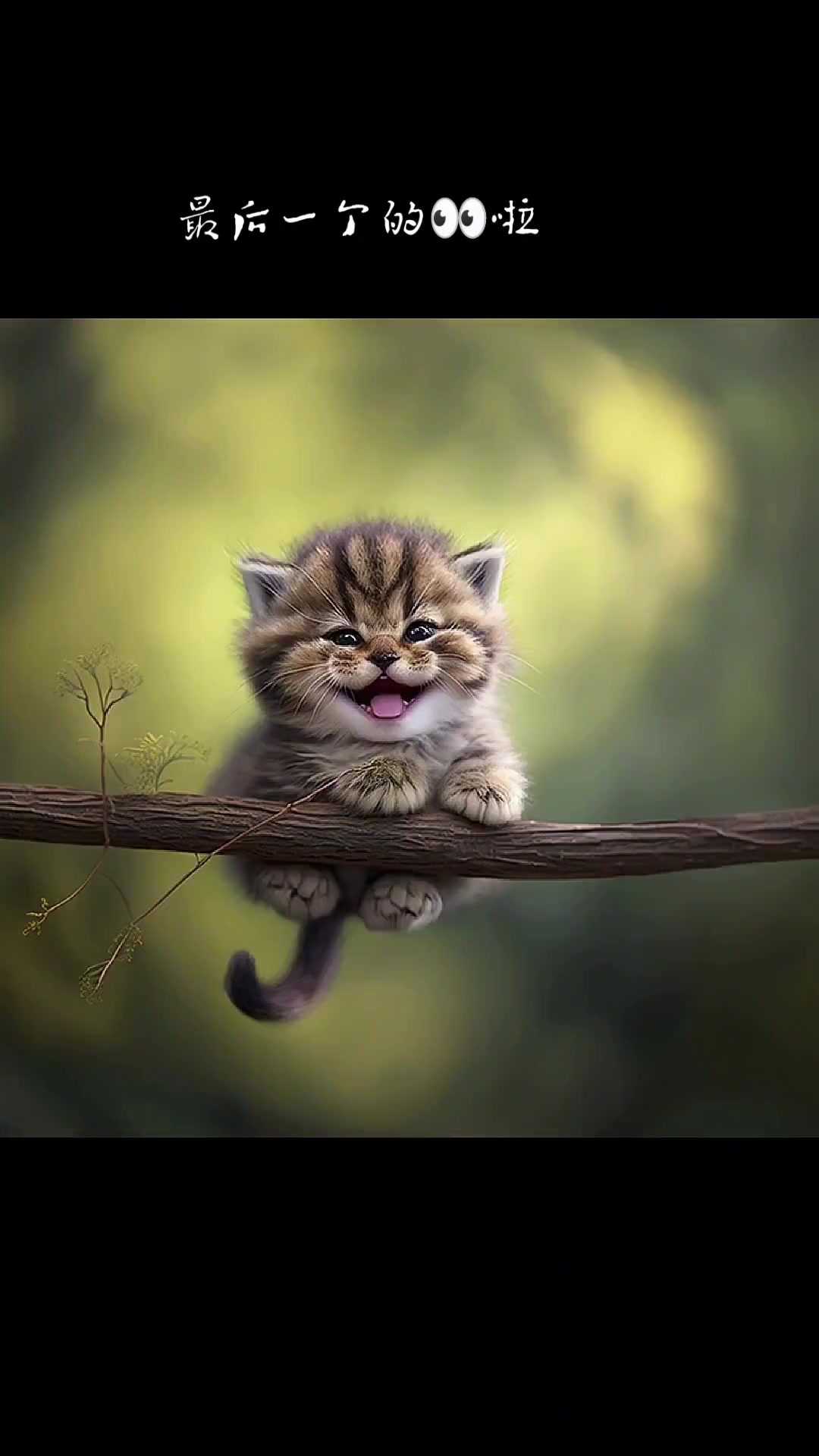 猫咪头像,猫头像,治愈系头像