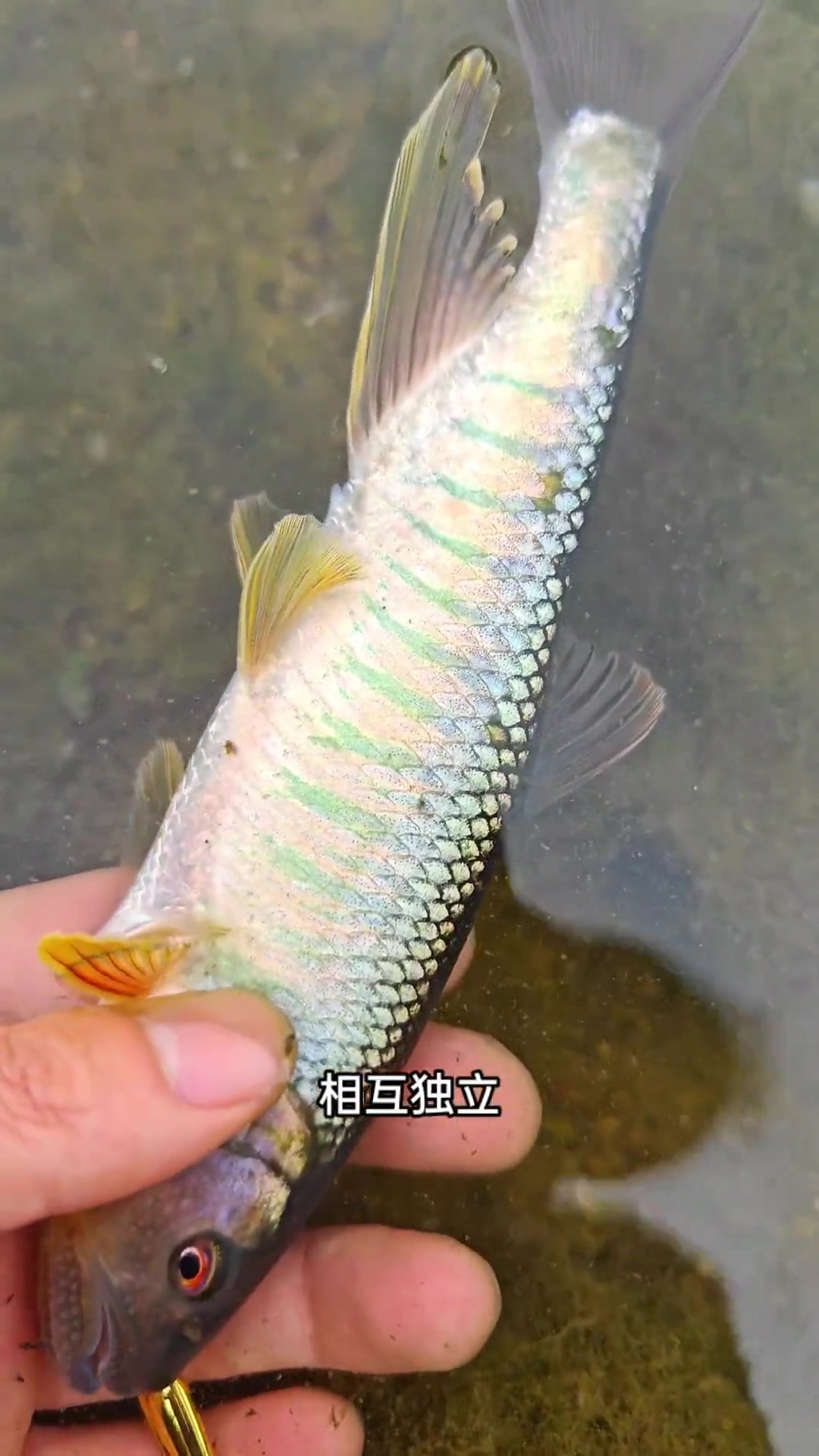 浙江马口也什么说是最美的马口鱼品种,发色之后,一目了然