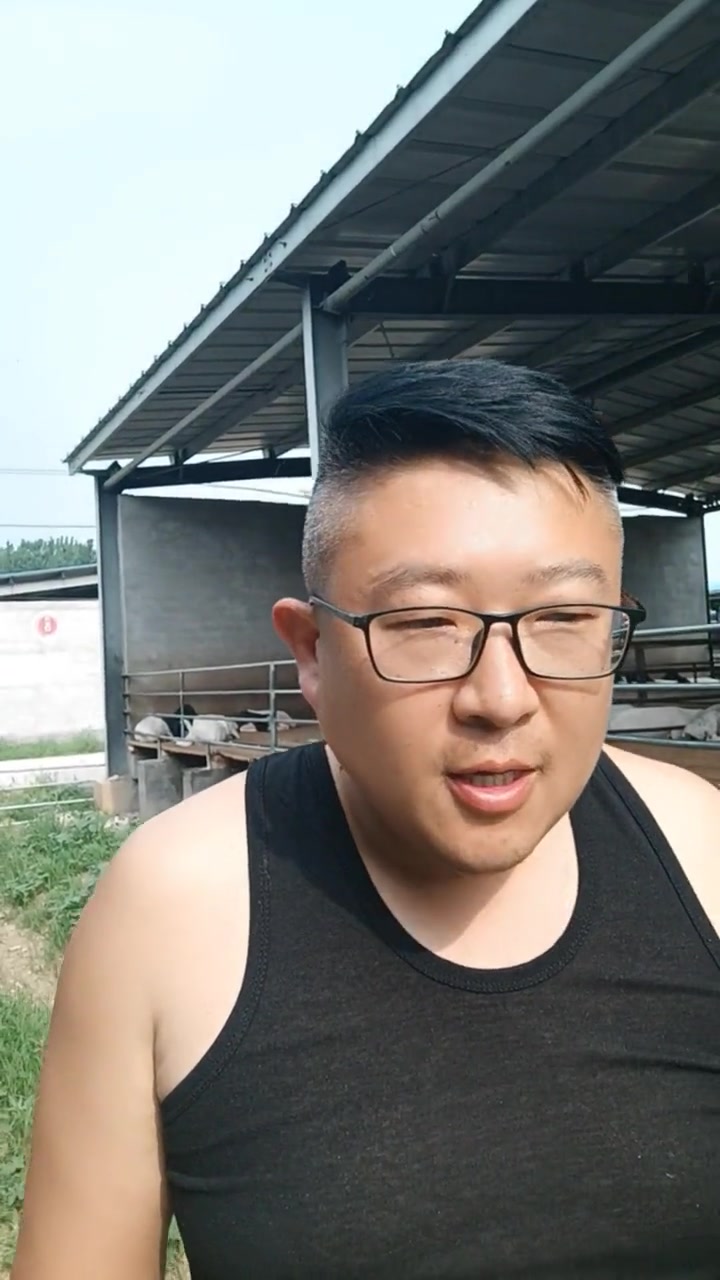 养羊有没有省钱的方法?正能量牛羊养殖技术与经验分享 农村养羊 养羊技术分享 正能量分享养羊