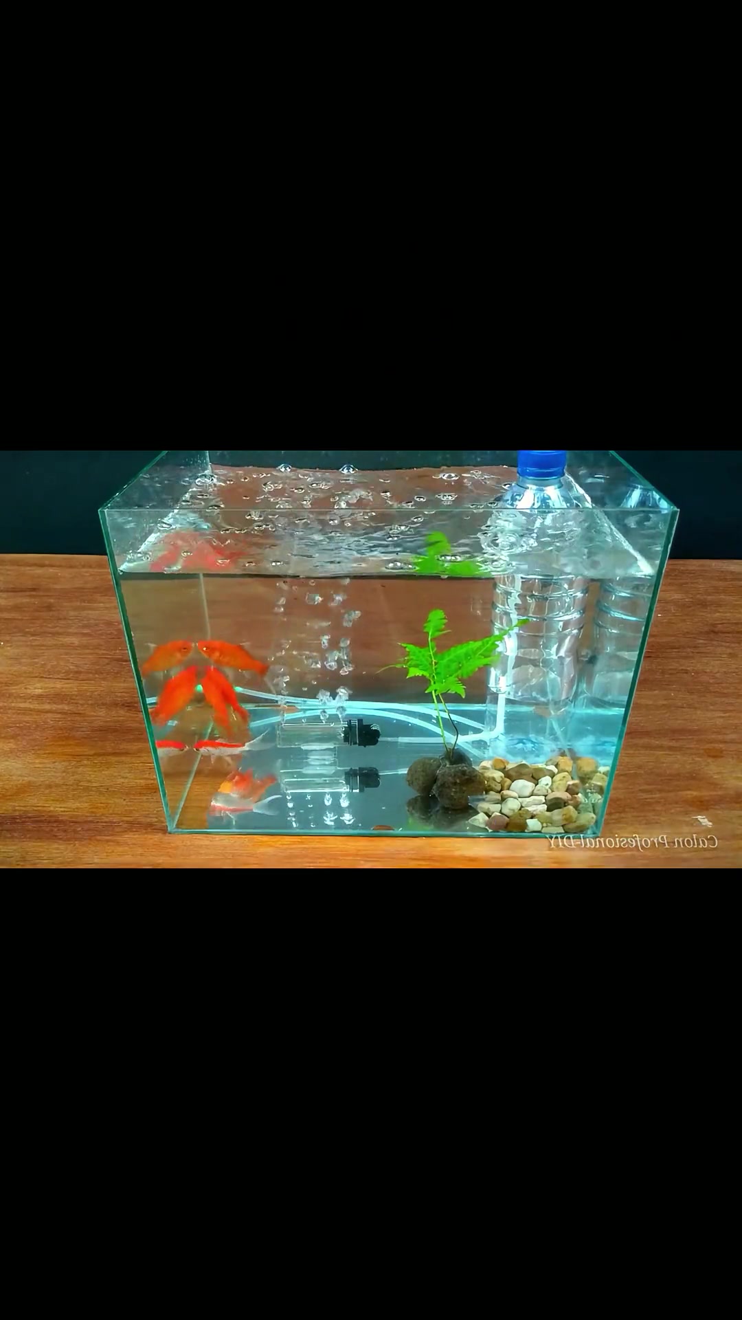 太神奇!不用油不用电,一个塑料瓶和打火机就能给鱼缸无限循环供氧 动手能力 废物利用 趣味实