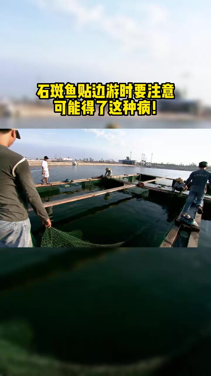 石斑鱼贴边游时要注意 可能得了这种病!
