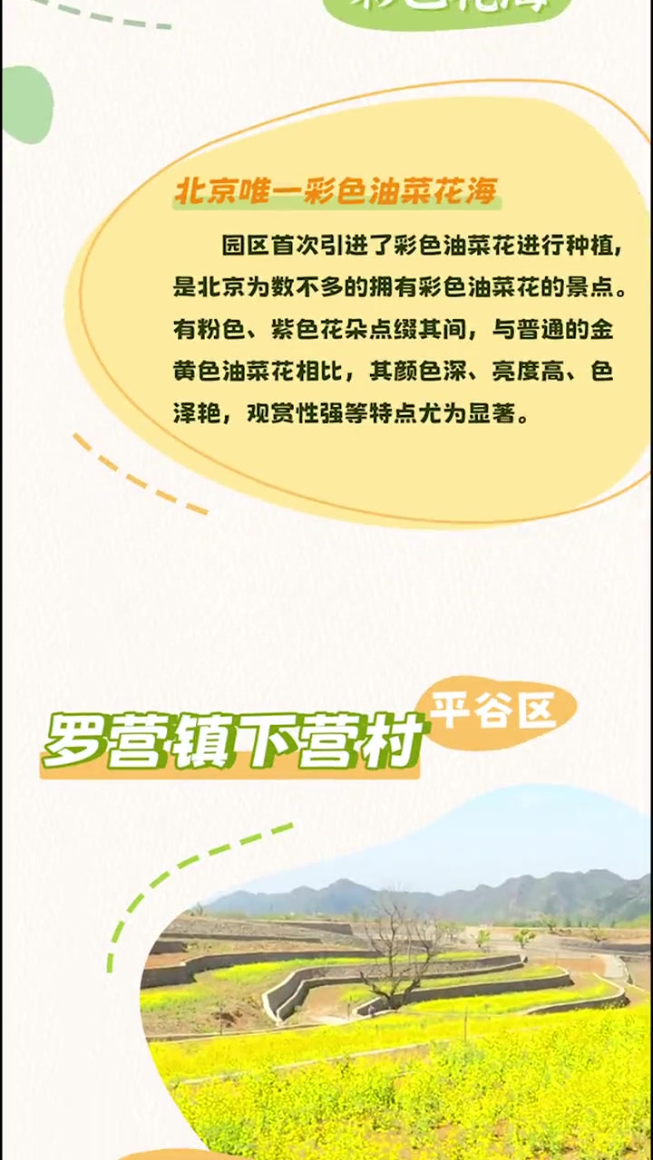 限时花海!京城油菜花海强势出圈,北京这些观赏好去处等你来打卡。油菜花 北京油菜花开成了海